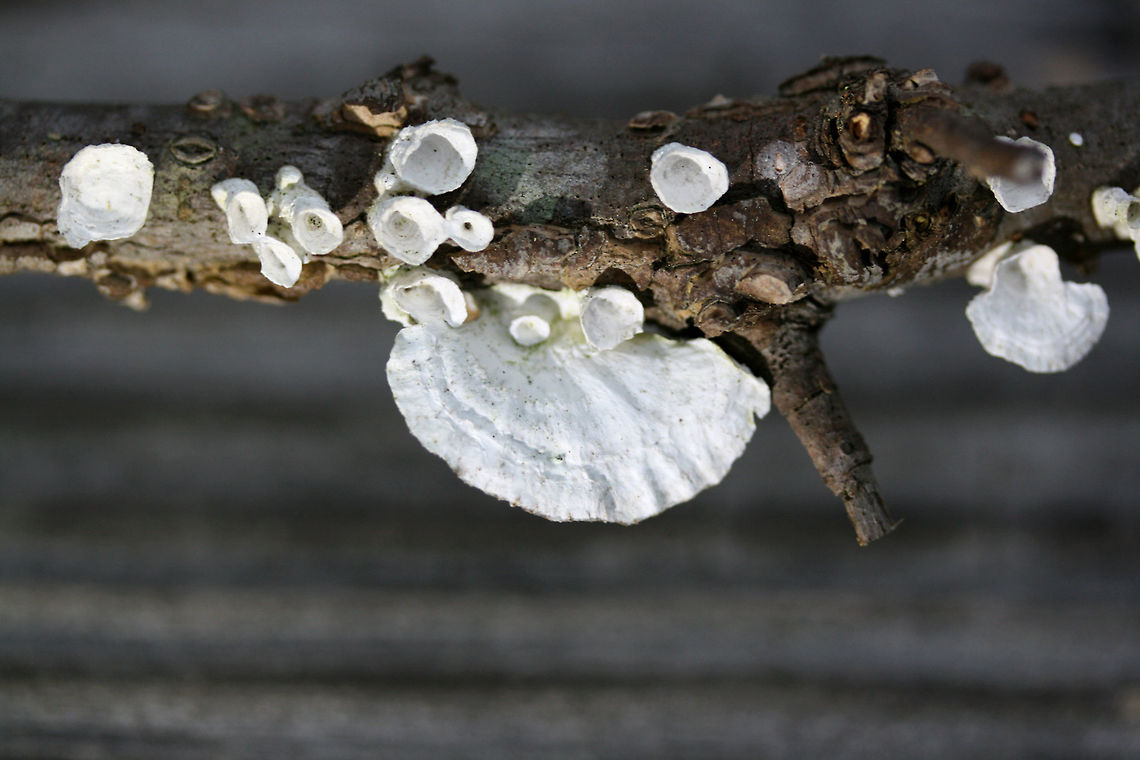 Little Nest Polypore (Trametes conchifer) On a branch near a woodland in NE Alabama (Etowah County), US. Geotagged,Little nest polypore,Poronidulus conchifer,Spring,United States