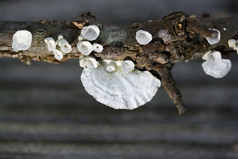 Little Nest Polypore (Trametes conchifer) On a branch near a woodland in NE Alabama (Etowah County), US. Geotagged,Little nest polypore,Poronidulus conchifer,Spring,United States