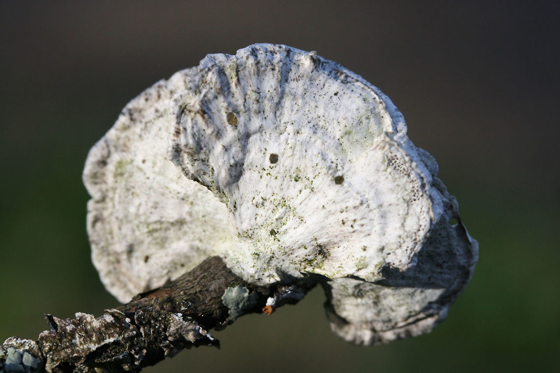 Little Nest Polypore (Trametes conchifer) Habitat: Growing gregariously on a fallen branch at the edge of a pine forest/wetland habitat in Floyd County, Georgia, US.<br />
<br />
Fertile surface: Cream in color with angular pores (of varying depths)<br />
<br />
Pileus: white to gray, semicircular with radial wrinkles and concentric zones of color.<br />
<figure class="photo"><a href="https://www.jungledragon.com/image/64585/little_nest_polypore_trametes_conchifer.html" title="Little Nest Polypore (Trametes conchifer)"><img src="https://s3.amazonaws.com/media.jungledragon.com/images/3231/64585_thumb.JPG?AWSAccessKeyId=05GMT0V3GWVNE7GGM1R2&Expires=1759968010&Signature=xw23v8paIj%2BmOPjSjQWMzQWcCC8%3D" width="200" height="134" alt="Little Nest Polypore (Trametes conchifer) Habitat: Growing gregariously on a fallen branch at the edge of a pine forest/wetland habitat in Floyd County, Georgia, US.<br />
<br />
Fertile surface: Cream in color with angular pores (of varying depths)<br />
<br />
Pileus: white to gray, semicircular with radial wrinkles and concentric zones of color.<br />
https://www.jungledragon.com/image/64584/little_nest_polypore_trametes_conchifer.html Geotagged,Little nest polypore,Poronidulus conchifer,United States,Winter" /></a></figure> Geotagged,Little nest polypore,Poronidulus conchifer,United States,Winter,wetland,wetlands