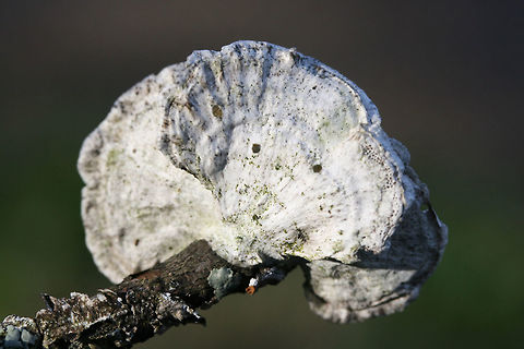 Little Nest Polypore (Trametes conchifer) Habitat: Growing gregariously on a fallen branch at the edge of a pine forest/wetland habitat in Floyd County, Georgia, US.

Fertile surface: Cream in color with angular pores (of varying depths)

Pileus: white to gray, semicircular with radial wrinkles and concentric zones of color.
https://www.jungledragon.com/image/64585/little_nest_polypore_trametes_conchifer.html Geotagged,Little nest polypore,Poronidulus conchifer,United States,Winter,wetland,wetlands