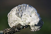 Little Nest Polypore (Trametes conchifer) Habitat: Growing gregariously on a fallen branch at the edge of a pine forest/wetland habitat in Floyd County, Georgia, US.<br />
<br />
Fertile surface: Cream in color with angular pores (of varying depths)<br />
<br />
Pileus: white to gray, semicircular with radial wrinkles and concentric zones of color.<br />
https://www.jungledragon.com/image/64585/little_nest_polypore_trametes_conchifer.html Geotagged,Little nest polypore,Poronidulus conchifer,United States,Winter,wetland,wetlands