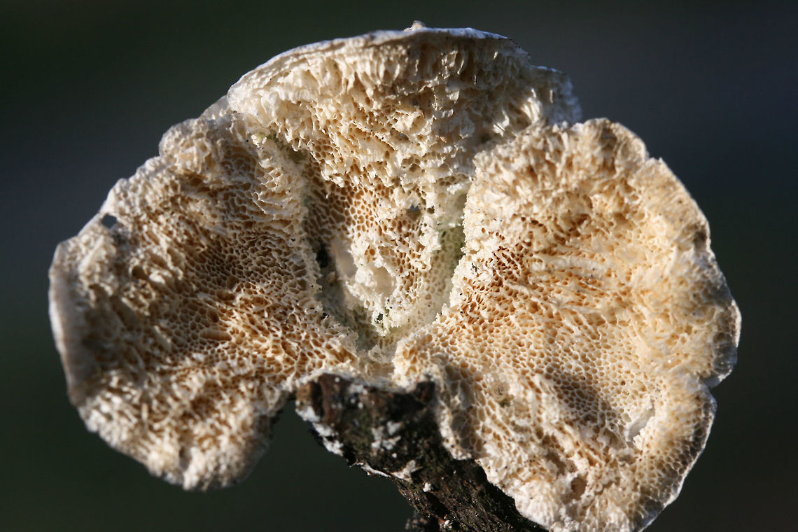 Little Nest Polypore (Trametes conchifer) Habitat: Growing gregariously on a fallen branch at the edge of a pine forest/wetland habitat in Floyd County, Georgia, US.<br />
<br />
Fertile surface: Cream in color with angular pores (of varying depths)<br />
<br />
Pileus: white to gray, semicircular with radial wrinkles and concentric zones of color.<br />
<figure class="photo"><a href="https://www.jungledragon.com/image/64584/little_nest_polypore_trametes_conchifer.html" title="Little Nest Polypore (Trametes conchifer)"><img src="https://s3.amazonaws.com/media.jungledragon.com/images/3231/64584_thumb.JPG?AWSAccessKeyId=05GMT0V3GWVNE7GGM1R2&Expires=1759968010&Signature=DeS%2BC%2FZMDNEonOz1BAPYBtXPyDw%3D" width="200" height="134" alt="Little Nest Polypore (Trametes conchifer) Habitat: Growing gregariously on a fallen branch at the edge of a pine forest/wetland habitat in Floyd County, Georgia, US.<br />
<br />
Fertile surface: Cream in color with angular pores (of varying depths)<br />
<br />
Pileus: white to gray, semicircular with radial wrinkles and concentric zones of color.<br />
https://www.jungledragon.com/image/64585/little_nest_polypore_trametes_conchifer.html Geotagged,Little nest polypore,Poronidulus conchifer,United States,Winter,wetland,wetlands" /></a></figure> Geotagged,Little nest polypore,Poronidulus conchifer,United States,Winter