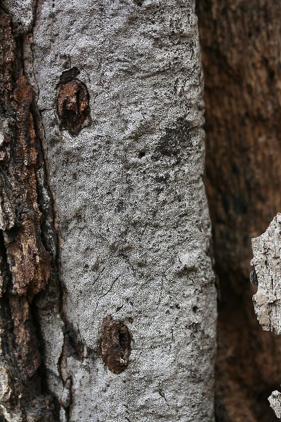 Hypoxylon Oak Canker (Biscogniauxia atropunctata) Growing on a standing red oak tree at the top of a ridge in a dense mixed hardwood coniferous forest. A handful of oaks are infected in our area as we had a terrible drought back in 2016.<br />
<br />
Hypoxylon Oak Canker a.k.a. &quot;Biscogniauxia Dieback&quot; is a white-rot fungus that infects primarily Oak (Quercus sp.) trees, usually following a period of stress like a drought. The fungus will eventually cut off the supply of water and nutrients to the tree by destroying the sapwood (nutrient-conducting tissues).<br />
<figure class="photo"><a href="https://www.jungledragon.com/image/64588/hypoxylon_oak_canker_biscogniauxia_atropunctata.html" title="Hypoxylon Oak Canker (Biscogniauxia atropunctata)"><img src="https://s3.amazonaws.com/media.jungledragon.com/images/3231/64588_thumb.JPG?AWSAccessKeyId=05GMT0V3GWVNE7GGM1R2&Expires=1763596810&Signature=Y5EYrBZdZkcgU88%2BBTZPG4s0j7o%3D" width="102" height="152" alt="Hypoxylon Oak Canker (Biscogniauxia atropunctata) Growing on a standing red oak tree at the top of a ridge in a dense mixed hardwood coniferous forest. A handful of oaks are infected in our area as we had a terrible drought back in 2016.<br />
<br />
Hypoxylon Oak Canker a.k.a. &quot;Biscogniauxia Dieback&quot; is a white-rot fungus that infects primarily Oak (Quercus sp.) trees, usually following a period of stress like a drought. The fungus will eventually cut off the supply of water and nutrients to the tree by destroying the sapwood (nutrient-conducting tissues).<br />
https://www.jungledragon.com/image/64589/hypoxylon_oak_canker_biscogniauxia_atropunctata.html<br />
https://www.jungledragon.com/image/64587/hypoxylon_oak_canker_biscogniauxia_atropunctata.html Biscogniauxia atropunctata,Geotagged,Hypoxylon Oak Canker,United States,Winter" /></a></figure><br />
<figure class="photo"><a href="https://www.jungledragon.com/image/64589/hypoxylon_oak_canker_biscogniauxia_atropunctata.html" title="Hypoxylon Oak Canker (Biscogniauxia atropunctata)"><img src="https://s3.amazonaws.com/media.jungledragon.com/images/3231/64589_thumb.JPG?AWSAccessKeyId=05GMT0V3GWVNE7GGM1R2&Expires=1763596810&Signature=ipZyT6Bc3oV%2B%2BpBvCHytzacgUEI%3D" width="200" height="200" alt="Hypoxylon Oak Canker (Biscogniauxia atropunctata) Growing on a standing red oak tree at the top of a ridge in a dense mixed hardwood coniferous forest. A handful of oaks are infected in our area as we had a terrible drought back in 2016.<br />
<br />
Hypoxylon Oak Canker a.k.a. &quot;Biscogniauxia Dieback&quot; is a white-rot fungus that infects primarily Oak (Quercus sp.) trees, usually following a period of stress like a drought. The fungus will eventually cut off the supply of water and nutrients to the tree by destroying the sapwood (nutrient-conducting tissues).<br />
https://www.jungledragon.com/image/64588/hypoxylon_oak_canker_biscogniauxia_atropunctata.html<br />
https://www.jungledragon.com/image/64587/hypoxylon_oak_canker_biscogniauxia_atropunctata.html Biscogniauxia atropunctata,Geotagged,Hypoxylon Oak Canker,United States,Winter" /></a></figure> Biscogniauxia atropunctata,Geotagged,Hypoxylon Oak Canker,United States,Winter