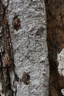 Hypoxylon Oak Canker (Biscogniauxia atropunctata) Growing on a standing red oak tree at the top of a ridge in a dense mixed hardwood coniferous forest. A handful of oaks are infected in our area as we had a terrible drought back in 2016.

Hypoxylon Oak Canker a.k.a. "Biscogniauxia Dieback" is a white-rot fungus that infects primarily Oak (Quercus sp.) trees, usually following a period of stress like a drought. The fungus will eventually cut off the supply of water and nutrients to the tree by destroying the sapwood (nutrient-conducting tissues).
https://www.jungledragon.com/image/64588/hypoxylon_oak_canker_biscogniauxia_atropunctata.html
https://www.jungledragon.com/image/64589/hypoxylon_oak_canker_biscogniauxia_atropunctata.html Biscogniauxia atropunctata,Geotagged,Hypoxylon Oak Canker,United States,Winter