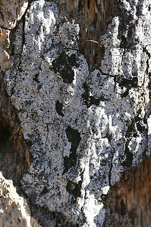 Hypoxylon Oak Canker (Biscogniauxia atropunctata) Growing on a standing red oak tree at the top of a ridge in a dense mixed hardwood coniferous forest. A handful of oaks are infected in our area as we had a terrible drought back in 2016.

Hypoxylon Oak Canker a.k.a. "Biscogniauxia Dieback" is a white-rot fungus that infects primarily Oak (Quercus sp.) trees, usually following a period of stress like a drought. The fungus will eventually cut off the supply of water and nutrients to the tree by destroying the sapwood (nutrient-conducting tissues).
https://www.jungledragon.com/image/64589/hypoxylon_oak_canker_biscogniauxia_atropunctata.html
https://www.jungledragon.com/image/64587/hypoxylon_oak_canker_biscogniauxia_atropunctata.html Biscogniauxia atropunctata,Geotagged,Hypoxylon Oak Canker,United States,Winter