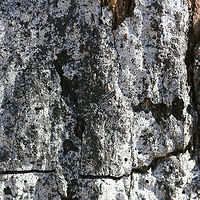 Hypoxylon Oak Canker (Biscogniauxia atropunctata) Growing on a standing red oak tree at the top of a ridge in a dense mixed hardwood coniferous forest. A handful of oaks are infected in our area as we had a terrible drought back in 2016.<br />
<br />
Hypoxylon Oak Canker a.k.a. "Biscogniauxia Dieback" is a white-rot fungus that infects primarily Oak (Quercus sp.) trees, usually following a period of stress like a drought. The fungus will eventually cut off the supply of water and nutrients to the tree by destroying the sapwood (nutrient-conducting tissues).<br />
https://www.jungledragon.com/image/64588/hypoxylon_oak_canker_biscogniauxia_atropunctata.html<br />
https://www.jungledragon.com/image/64587/hypoxylon_oak_canker_biscogniauxia_atropunctata.html Biscogniauxia atropunctata,Geotagged,Hypoxylon Oak Canker,United States,Winter