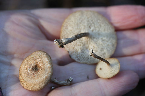 Lentinus arcularius Habitat: Growing on the side of a slope at the edge of a dense mixed hardwood/coniferous forest (near a dirt road) in Northwest Georgia (Gordon County), US.

Fertile surface: Cream to white, radially arranged/hexagonal to angled pores

Stipe: dry, brown to cream. slightly hairy.

Pileus: planar to slightly depressed (towards center), dry, tan with light brown fibrils, hairy margins.
https://www.jungledragon.com/image/64592/lentinus_arcularius.html
https://www.jungledragon.com/image/64591/lentinus_arcularius.html Geotagged,Lentinus arcularius,United States,Winter