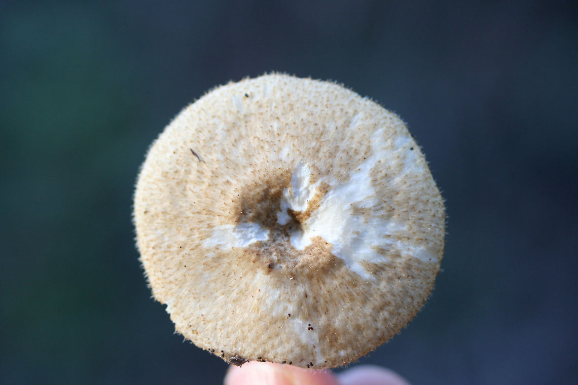 Lentinus arcularius Habitat: Growing on the side of a slope at the edge of a dense mixed hardwood/coniferous forest (near a dirt road) in Northwest Georgia (Gordon County), US.<br />
<br />
Fertile surface: Cream to white, radially arranged/hexagonal to angled pores<br />
<br />
Stipe: dry, brown to cream. slightly hairy.<br />
<br />
Pileus: planar to slightly depressed (towards center), dry, tan with light brown fibrils, hairy margins.<br />
<figure class="photo"><a href="https://www.jungledragon.com/image/64592/lentinus_arcularius.html" title="Lentinus arcularius"><img src="https://s3.amazonaws.com/media.jungledragon.com/images/3231/64592_thumb.JPG?AWSAccessKeyId=05GMT0V3GWVNE7GGM1R2&Expires=1759968010&Signature=nFr1z5lwfiuk2oXLetXqgCgc7O4%3D" width="200" height="134" alt="Lentinus arcularius Habitat: Growing on the side of a slope at the edge of a dense mixed hardwood/coniferous forest (near a dirt road) in Northwest Georgia (Gordon County), US.<br />
<br />
Fertile surface: Cream to white, radially arranged/hexagonal to angled pores<br />
<br />
Stipe: dry, brown to cream. slightly hairy.<br />
<br />
Pileus: planar to slightly depressed (towards center), dry, tan with light brown fibrils, hairy margins.<br />
https://www.jungledragon.com/image/64590/lentinus_arcularius.html<br />
https://www.jungledragon.com/image/64591/lentinus_arcularius.html Geotagged,Lentinus arcularius,United States,Winter" /></a></figure><br />
<figure class="photo"><a href="https://www.jungledragon.com/image/64590/lentinus_arcularius.html" title="Lentinus arcularius"><img src="https://s3.amazonaws.com/media.jungledragon.com/images/3231/64590_thumb.JPG?AWSAccessKeyId=05GMT0V3GWVNE7GGM1R2&Expires=1759968010&Signature=u7eRo1OElvjbIN3aFejNm7xL%2FzM%3D" width="200" height="134" alt="Lentinus arcularius Habitat: Growing on the side of a slope at the edge of a dense mixed hardwood/coniferous forest (near a dirt road) in Northwest Georgia (Gordon County), US.<br />
<br />
Fertile surface: Cream to white, radially arranged/hexagonal to angled pores<br />
<br />
Stipe: dry, brown to cream. slightly hairy.<br />
<br />
Pileus: planar to slightly depressed (towards center), dry, tan with light brown fibrils, hairy margins.<br />
https://www.jungledragon.com/image/64592/lentinus_arcularius.html<br />
https://www.jungledragon.com/image/64591/lentinus_arcularius.html Geotagged,Lentinus arcularius,United States,Winter" /></a></figure> Geotagged,Lentinus arcularius,United States,Winter