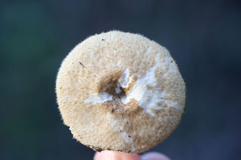 Lentinus arcularius Habitat: Growing on the side of a slope at the edge of a dense mixed hardwood/coniferous forest (near a dirt road) in Northwest Georgia (Gordon County), US.

Fertile surface: Cream to white, radially arranged/hexagonal to angled pores

Stipe: dry, brown to cream. slightly hairy.

Pileus: planar to slightly depressed (towards center), dry, tan with light brown fibrils, hairy margins.
https://www.jungledragon.com/image/64592/lentinus_arcularius.html
https://www.jungledragon.com/image/64590/lentinus_arcularius.html Geotagged,Lentinus arcularius,United States,Winter