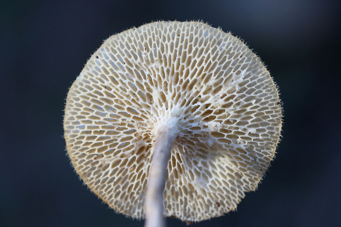 Lentinus arcularius Habitat: Growing on the side of a slope at the edge of a dense mixed hardwood/coniferous forest (near a dirt road) in Northwest Georgia (Gordon County), US.<br />
<br />
Fertile surface: Cream to white, radially arranged/hexagonal to angled pores<br />
<br />
Stipe: dry, brown to cream. slightly hairy.<br />
<br />
Pileus: planar to slightly depressed (towards center), dry, tan with light brown fibrils, hairy margins.<br />
<figure class="photo"><a href="https://www.jungledragon.com/image/64590/lentinus_arcularius.html" title="Lentinus arcularius"><img src="https://s3.amazonaws.com/media.jungledragon.com/images/3231/64590_thumb.JPG?AWSAccessKeyId=05GMT0V3GWVNE7GGM1R2&Expires=1759968010&Signature=u7eRo1OElvjbIN3aFejNm7xL%2FzM%3D" width="200" height="134" alt="Lentinus arcularius Habitat: Growing on the side of a slope at the edge of a dense mixed hardwood/coniferous forest (near a dirt road) in Northwest Georgia (Gordon County), US.<br />
<br />
Fertile surface: Cream to white, radially arranged/hexagonal to angled pores<br />
<br />
Stipe: dry, brown to cream. slightly hairy.<br />
<br />
Pileus: planar to slightly depressed (towards center), dry, tan with light brown fibrils, hairy margins.<br />
https://www.jungledragon.com/image/64592/lentinus_arcularius.html<br />
https://www.jungledragon.com/image/64591/lentinus_arcularius.html Geotagged,Lentinus arcularius,United States,Winter" /></a></figure><br />
<figure class="photo"><a href="https://www.jungledragon.com/image/64591/lentinus_arcularius.html" title="Lentinus arcularius"><img src="https://s3.amazonaws.com/media.jungledragon.com/images/3231/64591_thumb.JPG?AWSAccessKeyId=05GMT0V3GWVNE7GGM1R2&Expires=1759968010&Signature=d8bn%2BPja7%2B1Qrss9I%2FwLfk5AkCE%3D" width="200" height="134" alt="Lentinus arcularius Habitat: Growing on the side of a slope at the edge of a dense mixed hardwood/coniferous forest (near a dirt road) in Northwest Georgia (Gordon County), US.<br />
<br />
Fertile surface: Cream to white, radially arranged/hexagonal to angled pores<br />
<br />
Stipe: dry, brown to cream. slightly hairy.<br />
<br />
Pileus: planar to slightly depressed (towards center), dry, tan with light brown fibrils, hairy margins.<br />
https://www.jungledragon.com/image/64592/lentinus_arcularius.html<br />
https://www.jungledragon.com/image/64590/lentinus_arcularius.html Geotagged,Lentinus arcularius,United States,Winter" /></a></figure> Geotagged,Lentinus arcularius,United States,Winter