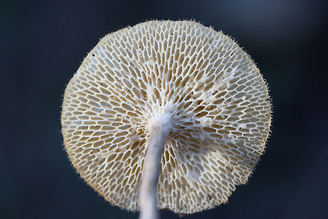 Lentinus arcularius Habitat: Growing on the side of a slope at the edge of a dense mixed hardwood/coniferous forest (near a dirt road) in Northwest Georgia (Gordon County), US.

Fertile surface: Cream to white, radially arranged/hexagonal to angled pores

Stipe: dry, brown to cream. slightly hairy.

Pileus: planar to slightly depressed (towards center), dry, tan with light brown fibrils, hairy margins.
https://www.jungledragon.com/image/64590/lentinus_arcularius.html
https://www.jungledragon.com/image/64591/lentinus_arcularius.html Geotagged,Lentinus arcularius,United States,Winter