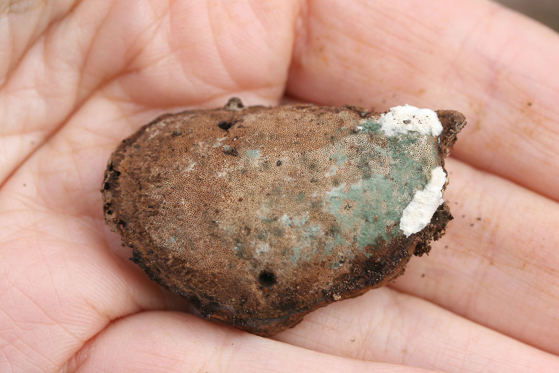 Trichoderma harzianum on Ganoderma curtisii Even decomposers need to be decomposed :) Trichoderma harzianum on the fertile surface of an old Reishi mushroom (Ganoderma curtisii). Northwest Georgia (Gordon County), US. January 20, 2018.<br />
<br />
<figure class="photo"><a href="https://www.jungledragon.com/image/64594/trichoderma_harzianum_on_ganoderma_curtisii.html" title="Trichoderma harzianum on Ganoderma curtisii"><img src="https://s3.amazonaws.com/media.jungledragon.com/images/3231/64594_thumb.JPG?AWSAccessKeyId=05GMT0V3GWVNE7GGM1R2&Expires=1769040010&Signature=jwrAe6FUY%2FqmY%2BrCRA4meu71Qlk%3D" width="200" height="134" alt="Trichoderma harzianum on Ganoderma curtisii Even decomposers need to be decomposed :) Trichoderma harzianum on the fertile surface of an old Reishi mushroom (Ganoderma curtisii). Northwest Georgia (Gordon County), US. January 20, 2018.<br />
https://www.jungledragon.com/image/64593/trichoderma_harzianum_on_ganoderma_curtisii.html Geotagged,Trichoderma harzianum,United States,Winter" /></a></figure> Geotagged,Trichoderma harzianum,United States,Winter