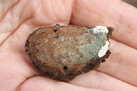 Trichoderma harzianum on Ganoderma curtisii Even decomposers need to be decomposed :) Trichoderma harzianum on the fertile surface of an old Reishi mushroom (Ganoderma curtisii). Northwest Georgia (Gordon County), US. January 20, 2018.<br />
<br />
https://www.jungledragon.com/image/64594/trichoderma_harzianum_on_ganoderma_curtisii.html Geotagged,Trichoderma harzianum,United States,Winter