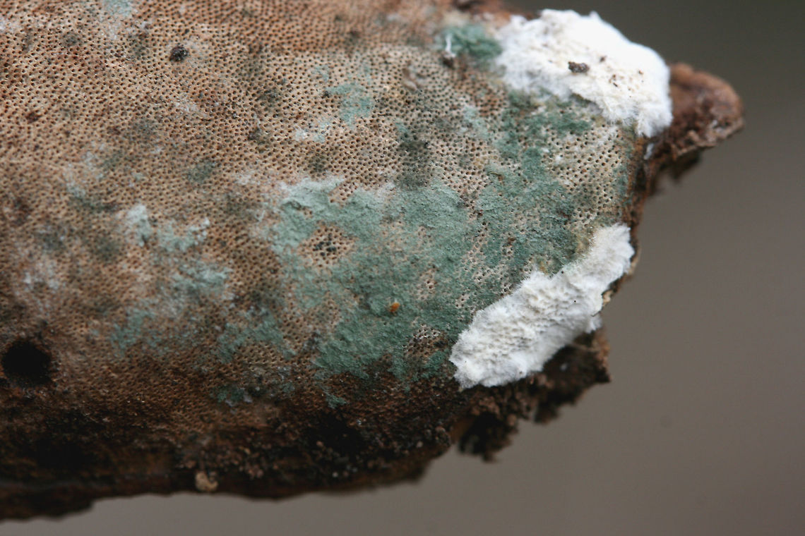 Trichoderma harzianum on Ganoderma curtisii Even decomposers need to be decomposed :) Trichoderma harzianum on the fertile surface of an old Reishi mushroom (Ganoderma curtisii). Northwest Georgia (Gordon County), US. January 20, 2018.<br />
<figure class="photo"><a href="https://www.jungledragon.com/image/64593/trichoderma_harzianum_on_ganoderma_curtisii.html" title="Trichoderma harzianum on Ganoderma curtisii"><img src="https://s3.amazonaws.com/media.jungledragon.com/images/3231/64593_thumb.JPG?AWSAccessKeyId=05GMT0V3GWVNE7GGM1R2&Expires=1770854410&Signature=FAJnedOco0LAWN%2BdTaj5xgLeyaY%3D" width="200" height="134" alt="Trichoderma harzianum on Ganoderma curtisii Even decomposers need to be decomposed :) Trichoderma harzianum on the fertile surface of an old Reishi mushroom (Ganoderma curtisii). Northwest Georgia (Gordon County), US. January 20, 2018.<br />
<br />
https://www.jungledragon.com/image/64594/trichoderma_harzianum_on_ganoderma_curtisii.html Geotagged,Trichoderma harzianum,United States,Winter" /></a></figure> Geotagged,Trichoderma harzianum,United States,Winter