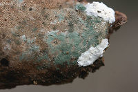 Trichoderma harzianum on Ganoderma curtisii Even decomposers need to be decomposed :) Trichoderma harzianum on the fertile surface of an old Reishi mushroom (Ganoderma curtisii). Northwest Georgia (Gordon County), US. January 20, 2018.<br />
https://www.jungledragon.com/image/64593/trichoderma_harzianum_on_ganoderma_curtisii.html Geotagged,Trichoderma harzianum,United States,Winter