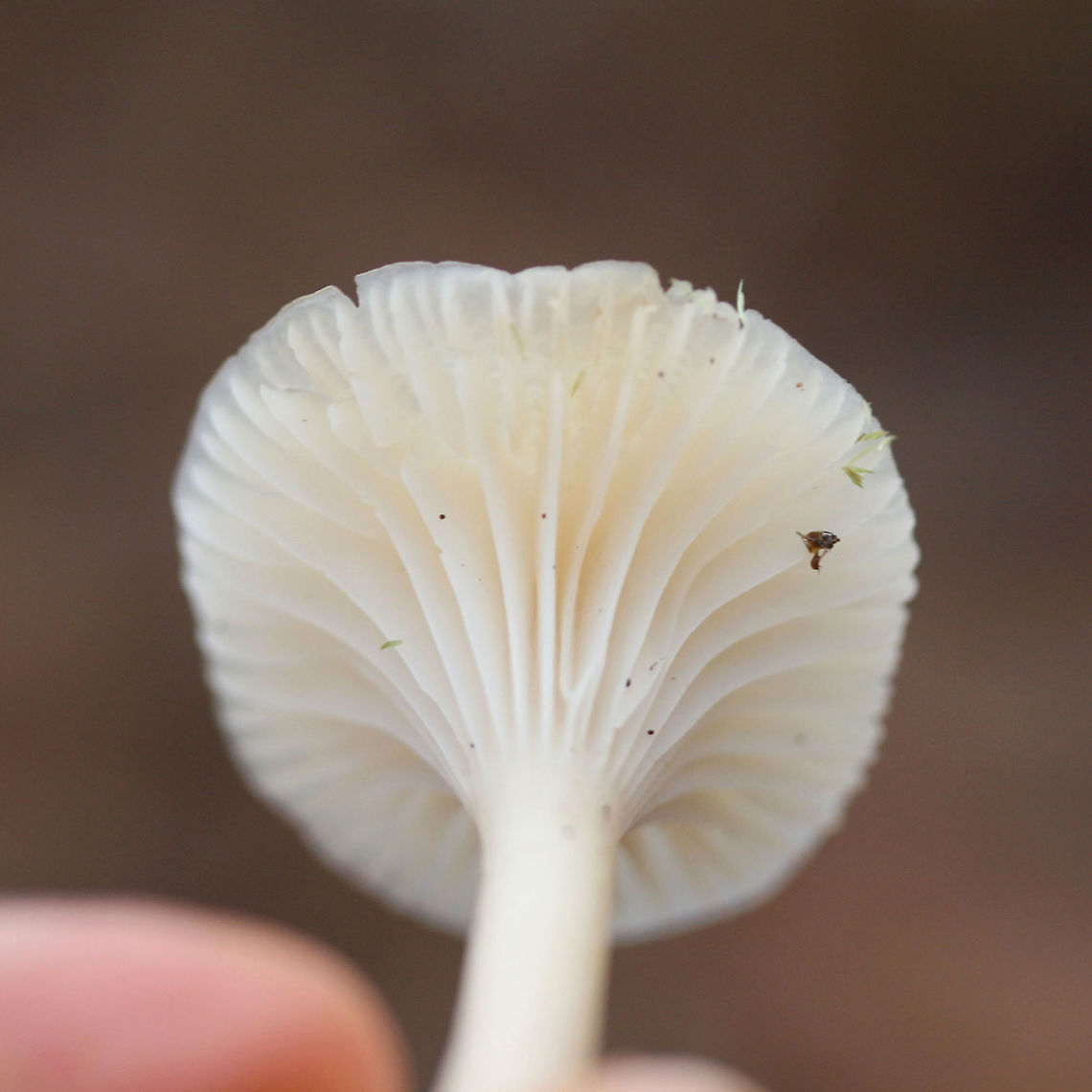 Cuphophyllus virgineus Habitat: Pushing up through moss below pines and hardwoods in a dense mixed hardwood/coniferous forest in Northwest Georgia (Gordon County), US.<br />
<br />
Gill surface: White to cream, shortly decurrent, with lamellulae<br />
<br />
Stipe: Smooth, white to cream, fairly thin and delicate, moist (not slimy)<br />
<br />
Pileus: moist (not slimy), slightly convex to planar, white to cream, somewhat striate near outer edge<br />
<br />
Odor: indistinct<br />
<br />
Spore print: White<br />
<figure class="photo"><a href="https://www.jungledragon.com/image/64599/cuphophyllus_virgineus.html" title="Cuphophyllus virgineus"><img src="https://s3.amazonaws.com/media.jungledragon.com/images/3231/64599_thumb.jpg?AWSAccessKeyId=05GMT0V3GWVNE7GGM1R2&Expires=1767225610&Signature=qHs4XAgW9Rzu3vOCGqG2wpz3ZmQ%3D" width="200" height="142" alt="Cuphophyllus virgineus Habitat: Pushing up through moss below pines and hardwoods in a dense mixed hardwood/coniferous forest in Northwest Georgia (Gordon County), US.<br />
<br />
Gill surface: White to cream, shortly decurrent, with lamellulae<br />
<br />
Stipe: Smooth, white to cream, fairly thin and delicate, moist (not slimy)<br />
<br />
Pileus: moist (not slimy), slightly convex to planar, white to cream, somewhat striate near outer edge<br />
<br />
Odor: indistinct<br />
<br />
Spore print: White<br />
https://www.jungledragon.com/image/64597/cuphophyllus_virgineus.html<br />
https://www.jungledragon.com/image/64598/cuphophyllus_virgineus.html Cuphophyllus virgineus,Fall,Geotagged,United States" /></a></figure><br />
<figure class="photo"><a href="https://www.jungledragon.com/image/64598/cuphophyllus_virgineus.html" title="Cuphophyllus virgineus"><img src="https://s3.amazonaws.com/media.jungledragon.com/images/3231/64598_thumb.jpg?AWSAccessKeyId=05GMT0V3GWVNE7GGM1R2&Expires=1767225610&Signature=jK67SA1lCaW%2B%2FPHTNMb9Jgj0m4M%3D" width="200" height="134" alt="Cuphophyllus virgineus Habitat: Pushing up through moss below pines and hardwoods in a dense mixed hardwood/coniferous forest in Northwest Georgia (Gordon County), US.<br />
<br />
Gill surface: White to cream, shortly decurrent, with lamellulae<br />
<br />
Stipe: Smooth, white to cream, fairly thin and delicate, moist (not slimy)<br />
<br />
Pileus: moist (not slimy), slightly convex to planar, white to cream, somewhat striate near outer edge<br />
<br />
Odor: indistinct<br />
<br />
Spore print: White<br />
https://www.jungledragon.com/image/64599/cuphophyllus_virgineus.html<br />
https://www.jungledragon.com/image/64597/cuphophyllus_virgineus.html Cuphophyllus virgineus,Fall,Geotagged,United States" /></a></figure> Cuphophyllus virgineus,Fall,Geotagged,United States