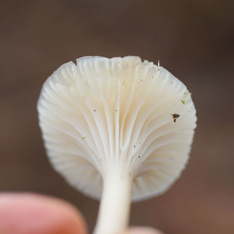 Cuphophyllus virgineus Habitat: Pushing up through moss below pines and hardwoods in a dense mixed hardwood/coniferous forest in Northwest Georgia (Gordon County), US.

Gill surface: White to cream, shortly decurrent, with lamellulae

Stipe: Smooth, white to cream, fairly thin and delicate, moist (not slimy)

Pileus: moist (not slimy), slightly convex to planar, white to cream, somewhat striate near outer edge

Odor: indistinct

Spore print: White
https://www.jungledragon.com/image/64599/cuphophyllus_virgineus.html
https://www.jungledragon.com/image/64598/cuphophyllus_virgineus.html Cuphophyllus virgineus,Fall,Geotagged,United States