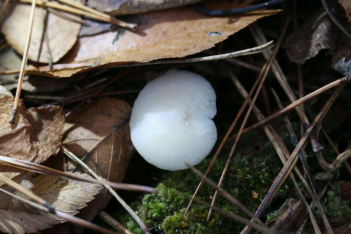 Cuphophyllus virgineus Habitat: Pushing up through moss below pines and hardwoods in a dense mixed hardwood/coniferous forest in Northwest Georgia (Gordon County), US.<br />
<br />
Gill surface: White to cream, shortly decurrent, with lamellulae<br />
<br />
Stipe: Smooth, white to cream, fairly thin and delicate, moist (not slimy)<br />
<br />
Pileus: moist (not slimy), slightly convex to planar, white to cream, somewhat striate near outer edge<br />
<br />
Odor: indistinct<br />
<br />
Spore print: White<br />
<figure class="photo"><a href="https://www.jungledragon.com/image/64599/cuphophyllus_virgineus.html" title="Cuphophyllus virgineus"><img src="https://s3.amazonaws.com/media.jungledragon.com/images/3231/64599_thumb.jpg?AWSAccessKeyId=05GMT0V3GWVNE7GGM1R2&Expires=1759968010&Signature=TvAvsCPz4ImWGe0X0egBQmmhHwE%3D" width="200" height="142" alt="Cuphophyllus virgineus Habitat: Pushing up through moss below pines and hardwoods in a dense mixed hardwood/coniferous forest in Northwest Georgia (Gordon County), US.<br />
<br />
Gill surface: White to cream, shortly decurrent, with lamellulae<br />
<br />
Stipe: Smooth, white to cream, fairly thin and delicate, moist (not slimy)<br />
<br />
Pileus: moist (not slimy), slightly convex to planar, white to cream, somewhat striate near outer edge<br />
<br />
Odor: indistinct<br />
<br />
Spore print: White<br />
https://www.jungledragon.com/image/64597/cuphophyllus_virgineus.html<br />
https://www.jungledragon.com/image/64598/cuphophyllus_virgineus.html Cuphophyllus virgineus,Fall,Geotagged,United States" /></a></figure><br />
<figure class="photo"><a href="https://www.jungledragon.com/image/64597/cuphophyllus_virgineus.html" title="Cuphophyllus virgineus"><img src="https://s3.amazonaws.com/media.jungledragon.com/images/3231/64597_thumb.jpg?AWSAccessKeyId=05GMT0V3GWVNE7GGM1R2&Expires=1759968010&Signature=TRPKQWlrGwby42UFXZaWBze2YpU%3D" width="200" height="200" alt="Cuphophyllus virgineus Habitat: Pushing up through moss below pines and hardwoods in a dense mixed hardwood/coniferous forest in Northwest Georgia (Gordon County), US.<br />
<br />
Gill surface: White to cream, shortly decurrent, with lamellulae<br />
<br />
Stipe: Smooth, white to cream, fairly thin and delicate, moist (not slimy)<br />
<br />
Pileus: moist (not slimy), slightly convex to planar, white to cream, somewhat striate near outer edge<br />
<br />
Odor: indistinct<br />
<br />
Spore print: White<br />
https://www.jungledragon.com/image/64599/cuphophyllus_virgineus.html<br />
https://www.jungledragon.com/image/64598/cuphophyllus_virgineus.html Cuphophyllus virgineus,Fall,Geotagged,United States" /></a></figure> Cuphophyllus virgineus,Fall,Geotagged,United States