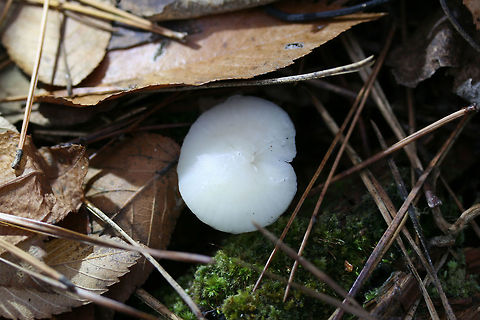 Cuphophyllus virgineus Habitat: Pushing up through moss below pines and hardwoods in a dense mixed hardwood/coniferous forest in Northwest Georgia (Gordon County), US.

Gill surface: White to cream, shortly decurrent, with lamellulae

Stipe: Smooth, white to cream, fairly thin and delicate, moist (not slimy)

Pileus: moist (not slimy), slightly convex to planar, white to cream, somewhat striate near outer edge

Odor: indistinct

Spore print: White
https://www.jungledragon.com/image/64599/cuphophyllus_virgineus.html
https://www.jungledragon.com/image/64597/cuphophyllus_virgineus.html Cuphophyllus virgineus,Fall,Geotagged,United States
