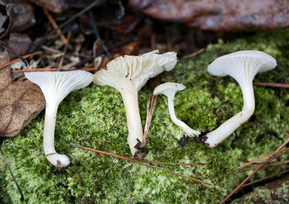 Cuphophyllus virgineus Habitat: Pushing up through moss below pines and hardwoods in a dense mixed hardwood/coniferous forest in Northwest Georgia (Gordon County), US.<br />
<br />
Gill surface: White to cream, shortly decurrent, with lamellulae<br />
<br />
Stipe: Smooth, white to cream, fairly thin and delicate, moist (not slimy)<br />
<br />
Pileus: moist (not slimy), slightly convex to planar, white to cream, somewhat striate near outer edge<br />
<br />
Odor: indistinct<br />
<br />
Spore print: White<br />
<figure class="photo"><a href="https://www.jungledragon.com/image/64597/cuphophyllus_virgineus.html" title="Cuphophyllus virgineus"><img src="https://s3.amazonaws.com/media.jungledragon.com/images/3231/64597_thumb.jpg?AWSAccessKeyId=05GMT0V3GWVNE7GGM1R2&Expires=1767225610&Signature=EDj7wcWpmJbLWeTnJ0Vkasc1lno%3D" width="200" height="200" alt="Cuphophyllus virgineus Habitat: Pushing up through moss below pines and hardwoods in a dense mixed hardwood/coniferous forest in Northwest Georgia (Gordon County), US.<br />
<br />
Gill surface: White to cream, shortly decurrent, with lamellulae<br />
<br />
Stipe: Smooth, white to cream, fairly thin and delicate, moist (not slimy)<br />
<br />
Pileus: moist (not slimy), slightly convex to planar, white to cream, somewhat striate near outer edge<br />
<br />
Odor: indistinct<br />
<br />
Spore print: White<br />
https://www.jungledragon.com/image/64599/cuphophyllus_virgineus.html<br />
https://www.jungledragon.com/image/64598/cuphophyllus_virgineus.html Cuphophyllus virgineus,Fall,Geotagged,United States" /></a></figure><br />
<figure class="photo"><a href="https://www.jungledragon.com/image/64598/cuphophyllus_virgineus.html" title="Cuphophyllus virgineus"><img src="https://s3.amazonaws.com/media.jungledragon.com/images/3231/64598_thumb.jpg?AWSAccessKeyId=05GMT0V3GWVNE7GGM1R2&Expires=1767225610&Signature=jK67SA1lCaW%2B%2FPHTNMb9Jgj0m4M%3D" width="200" height="134" alt="Cuphophyllus virgineus Habitat: Pushing up through moss below pines and hardwoods in a dense mixed hardwood/coniferous forest in Northwest Georgia (Gordon County), US.<br />
<br />
Gill surface: White to cream, shortly decurrent, with lamellulae<br />
<br />
Stipe: Smooth, white to cream, fairly thin and delicate, moist (not slimy)<br />
<br />
Pileus: moist (not slimy), slightly convex to planar, white to cream, somewhat striate near outer edge<br />
<br />
Odor: indistinct<br />
<br />
Spore print: White<br />
https://www.jungledragon.com/image/64599/cuphophyllus_virgineus.html<br />
https://www.jungledragon.com/image/64597/cuphophyllus_virgineus.html Cuphophyllus virgineus,Fall,Geotagged,United States" /></a></figure> Cuphophyllus virgineus,Fall,Geotagged,United States