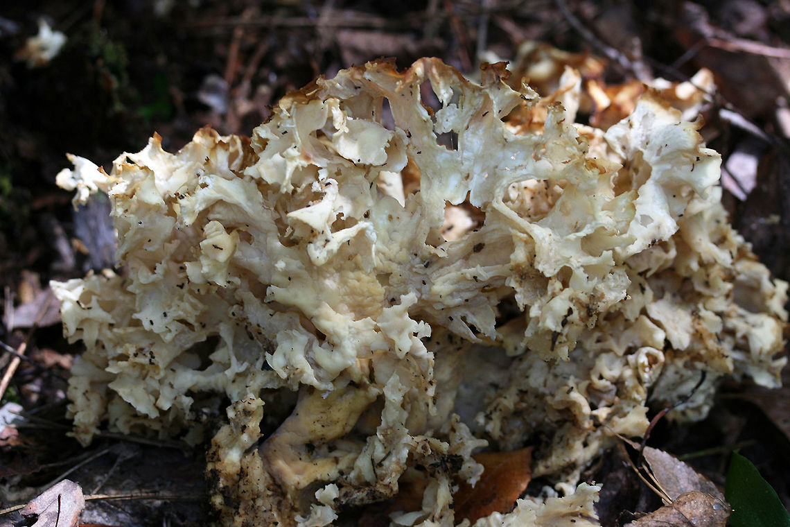 American Cauliflower Mushroom (Sparassis americana) Habitat: Found growing at the base of a pine tree in a dense mixed hardwood/pine forest in Northwest Georgia (Gordon County), US<br />
<br />
Description: White to brown (aged) lattice-like cluster originating from an underground &ldquo;base&rdquo;<br />
<br />
Odor: Very sweet and pleasant American Cauliflower Mushrooms,Fall,Geotagged,Sparassis americana,United States