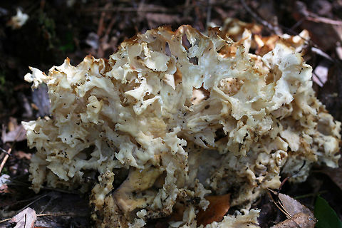 American Cauliflower Mushroom (Sparassis americana) Habitat: Found growing at the base of a pine tree in a dense mixed hardwood/pine forest in Northwest Georgia (Gordon County), US

Description: White to brown (aged) lattice-like cluster originating from an underground &ldquo;base&rdquo;

Odor: Very sweet and pleasant American Cauliflower Mushrooms,Fall,Geotagged,Sparassis americana,United States
