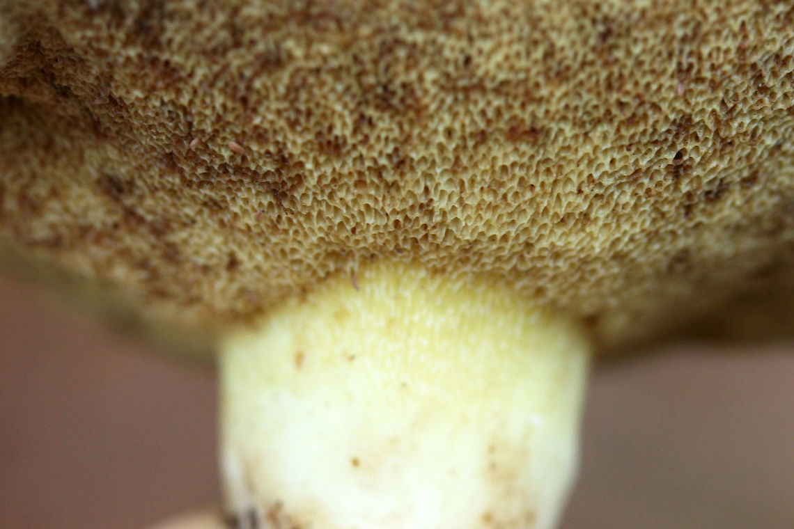 Suillus brevipes Habitat/Location: At the edge of a primarily pine forest in Northeast Alabama (Cherokee County), US.<br />
<br />
Pores: Pale yellow with a deep tube layer. Does not immediately bruise when cut. Dark brown areas from bruising <br />
<br />
Stipe: pale yellow, no major ornamentation, VERY short and tapered.<br />
<br />
Cap: Large (around 10 cm). Planar to slightly depressed with wavy edges. Surface is slimy and damp. Flesh beneath is white to pale yellow and does not bruise heavily when cut. (Maybe some VERY light blueing near the top, near the cap)<br />
<br />
Spore print color: Hard to acquire, light brown residue present.<br />
<figure class="photo"><a href="https://www.jungledragon.com/image/64604/suillus_brevipes.html" title="Suillus brevipes"><img src="https://s3.amazonaws.com/media.jungledragon.com/images/3231/64604_thumb.jpg?AWSAccessKeyId=05GMT0V3GWVNE7GGM1R2&Expires=1769040010&Signature=hihuuHQ3M6J2Sk8BGmv8QFZOzuw%3D" width="200" height="134" alt="Suillus brevipes Habitat/Location: At the edge of a primarily pine forest in Northeast Alabama (Cherokee County), US.<br />
<br />
Pores: Pale yellow with a deep tube layer. Does not imm)ediately bruise when cut. Dark brown areas from bruising <br />
<br />
Stipe: pale yellow, no major ornamentation, VERY short and tapered.<br />
<br />
Cap: Large (around 10 cm). Planar to slightly depressed with wavy edges. Surface is slimy and damp. Flesh beneath is white to pale yellow and does not bruise heavily when cut. (Maybe some VERY light blueing near the top, near the cap)<br />
<br />
Spore print color: Hard to acquire, light brown residue present.<br />
<br />
https://www.jungledragon.com/image/64601/suillus_brevipes.html<br />
https://www.jungledragon.com/image/64602/suillus_brevipes.html<br />
https://www.jungledragon.com/image/64603/suillus_brevipes.html Geotagged,Suillus brevipes,United States,Winter" /></a></figure><br />
<figure class="photo"><a href="https://www.jungledragon.com/image/64602/suillus_brevipes_-_cross-section_of_pileus_and_stipe.html" title="Suillus brevipes - Cross-section of pileus and stipe"><img src="https://s3.amazonaws.com/media.jungledragon.com/images/3231/64602_thumb.jpg?AWSAccessKeyId=05GMT0V3GWVNE7GGM1R2&Expires=1769040010&Signature=GgYQ9e7iz6psD%2F73qXp2B9OzOuw%3D" width="200" height="134" alt="Suillus brevipes - Cross-section of pileus and stipe Habitat/Location: At the edge of a primarily pine forest in Northeast Alabama (Cherokee County), US.<br />
<br />
Pores: Pale yellow with a deep tube layer. Does not immediately bruise when cut. Dark brown areas from bruising <br />
<br />
Stipe: pale yellow, no major ornamentation, VERY short and tapered.<br />
<br />
Cap: Large (around 10 cm). Planar to slightly depressed with wavy edges. Surface is slimy and damp. Flesh beneath is white to pale yellow and does not bruise heavily when cut. (Maybe some VERY light blueing near the top, near the cap)<br />
<br />
Spore print color: Hard to acquire, light brown residue present.<br />
https://www.jungledragon.com/image/64601/suillus_brevipes.html<br />
https://www.jungledragon.com/image/64604/suillus_brevipes.html<br />
https://www.jungledragon.com/image/64603/suillus_brevipes.html Geotagged,Suillus brevipes,United States,Winter" /></a></figure><br />
<figure class="photo"><a href="https://www.jungledragon.com/image/64603/suillus_brevipes.html" title="Suillus brevipes"><img src="https://s3.amazonaws.com/media.jungledragon.com/images/3231/64603_thumb.jpg?AWSAccessKeyId=05GMT0V3GWVNE7GGM1R2&Expires=1769040010&Signature=PD8j6HW%2FvDw4oWY76foxq7ietMk%3D" width="200" height="134" alt="Suillus brevipes Habitat/Location: At the edge of a primarily pine forest in Northeast Alabama (Cherokee County), US.<br />
<br />
Pores: Pale yellow with a deep tube layer. Does not imm)ediately bruise when cut. Dark brown areas from bruising <br />
<br />
Stipe: pale yellow, no major ornamentation, VERY short and tapered.<br />
<br />
Cap: Large (around 10 cm). Planar to slightly depressed with wavy edges. Surface is slimy and damp. Flesh beneath is white to pale yellow and does not bruise heavily when cut. (Maybe some VERY light blueing near the top, near the cap)<br />
<br />
Spore print color: Hard to acquire, light brown residue present.<br />
https://www.jungledragon.com/image/64601/suillus_brevipes.html<br />
https://www.jungledragon.com/image/64602/suillus_brevipes.html<br />
https://www.jungledragon.com/image/64604/suillus_brevipes.html Geotagged,Suillus brevipes,United States,Winter" /></a></figure> Geotagged,Suillus brevipes,United States,Winter