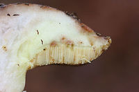 Suillus brevipes - Cross-section of pileus and stipe Habitat/Location: At the edge of a primarily pine forest in Northeast Alabama (Cherokee County), US.<br />
<br />
Pores: Pale yellow with a deep tube layer. Does not immediately bruise when cut. Dark brown areas from bruising <br />
<br />
Stipe: pale yellow, no major ornamentation, VERY short and tapered.<br />
<br />
Cap: Large (around 10 cm). Planar to slightly depressed with wavy edges. Surface is slimy and damp. Flesh beneath is white to pale yellow and does not bruise heavily when cut. (Maybe some VERY light blueing near the top, near the cap)<br />
<br />
Spore print color: Hard to acquire, light brown residue present.<br />
https://www.jungledragon.com/image/64601/suillus_brevipes.html<br />
https://www.jungledragon.com/image/64604/suillus_brevipes.html<br />
https://www.jungledragon.com/image/64603/suillus_brevipes.html Geotagged,Suillus brevipes,United States,Winter