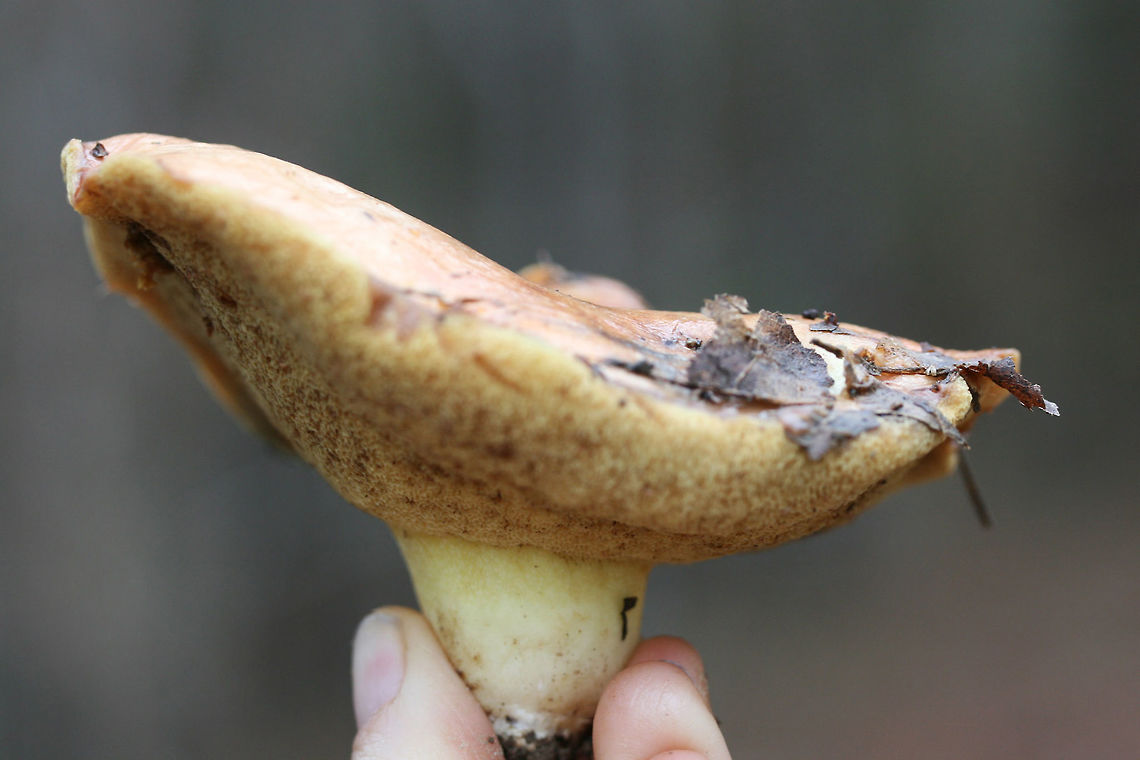 Suillus brevipes Habitat/Location: At the edge of a primarily pine forest in Northeast Alabama (Cherokee County), US.<br />
<br />
Pores: Pale yellow with a deep tube layer. Does not imm)ediately bruise when cut. Dark brown areas from bruising <br />
<br />
Stipe: pale yellow, no major ornamentation, VERY short and tapered.<br />
<br />
Cap: Large (around 10 cm). Planar to slightly depressed with wavy edges. Surface is slimy and damp. Flesh beneath is white to pale yellow and does not bruise heavily when cut. (Maybe some VERY light blueing near the top, near the cap)<br />
<br />
Spore print color: Hard to acquire, light brown residue present.<br />
<figure class="photo"><a href="https://www.jungledragon.com/image/64601/suillus_brevipes.html" title="Suillus brevipes"><img src="https://s3.amazonaws.com/media.jungledragon.com/images/3231/64601_thumb.jpg?AWSAccessKeyId=05GMT0V3GWVNE7GGM1R2&Expires=1759968010&Signature=nVuVwS26k2aJn8l%2BnwRZVYYbpr4%3D" width="200" height="134" alt="Suillus brevipes Habitat/Location: At the edge of a primarily pine forest in Northeast Alabama (Cherokee County), US.<br />
<br />
Pores: Pale yellow with a deep tube layer. Does not immediately bruise when cut. Dark brown areas from bruising <br />
<br />
Stipe: pale yellow, no major ornamentation, VERY short and tapered.<br />
<br />
Cap: Large (around 10 cm). Planar to slightly depressed with wavy edges. Surface is slimy and damp. Flesh beneath is white to pale yellow and does not bruise heavily when cut. (Maybe some VERY light blueing near the top, near the cap)<br />
<br />
Spore print color: Hard to acquire, light brown residue present.<br />
https://www.jungledragon.com/image/64604/suillus_brevipes.html<br />
https://www.jungledragon.com/image/64602/suillus_brevipes.html<br />
https://www.jungledragon.com/image/64603/suillus_brevipes.html Geotagged,Suillus brevipes,United States,Winter" /></a></figure><br />
<figure class="photo"><a href="https://www.jungledragon.com/image/64602/suillus_brevipes_-_cross-section_of_pileus_and_stipe.html" title="Suillus brevipes - Cross-section of pileus and stipe"><img src="https://s3.amazonaws.com/media.jungledragon.com/images/3231/64602_thumb.jpg?AWSAccessKeyId=05GMT0V3GWVNE7GGM1R2&Expires=1759968010&Signature=1XCRHoRbwiYAev3DPNdbfpf2Teg%3D" width="200" height="134" alt="Suillus brevipes - Cross-section of pileus and stipe Habitat/Location: At the edge of a primarily pine forest in Northeast Alabama (Cherokee County), US.<br />
<br />
Pores: Pale yellow with a deep tube layer. Does not immediately bruise when cut. Dark brown areas from bruising <br />
<br />
Stipe: pale yellow, no major ornamentation, VERY short and tapered.<br />
<br />
Cap: Large (around 10 cm). Planar to slightly depressed with wavy edges. Surface is slimy and damp. Flesh beneath is white to pale yellow and does not bruise heavily when cut. (Maybe some VERY light blueing near the top, near the cap)<br />
<br />
Spore print color: Hard to acquire, light brown residue present.<br />
https://www.jungledragon.com/image/64601/suillus_brevipes.html<br />
https://www.jungledragon.com/image/64604/suillus_brevipes.html<br />
https://www.jungledragon.com/image/64603/suillus_brevipes.html Geotagged,Suillus brevipes,United States,Winter" /></a></figure><br />
<figure class="photo"><a href="https://www.jungledragon.com/image/64604/suillus_brevipes.html" title="Suillus brevipes"><img src="https://s3.amazonaws.com/media.jungledragon.com/images/3231/64604_thumb.jpg?AWSAccessKeyId=05GMT0V3GWVNE7GGM1R2&Expires=1759968010&Signature=gZjF3eeG4XiODq5i8x8fWzTjsfg%3D" width="200" height="134" alt="Suillus brevipes Habitat/Location: At the edge of a primarily pine forest in Northeast Alabama (Cherokee County), US.<br />
<br />
Pores: Pale yellow with a deep tube layer. Does not imm)ediately bruise when cut. Dark brown areas from bruising <br />
<br />
Stipe: pale yellow, no major ornamentation, VERY short and tapered.<br />
<br />
Cap: Large (around 10 cm). Planar to slightly depressed with wavy edges. Surface is slimy and damp. Flesh beneath is white to pale yellow and does not bruise heavily when cut. (Maybe some VERY light blueing near the top, near the cap)<br />
<br />
Spore print color: Hard to acquire, light brown residue present.<br />
<br />
https://www.jungledragon.com/image/64601/suillus_brevipes.html<br />
https://www.jungledragon.com/image/64602/suillus_brevipes.html<br />
https://www.jungledragon.com/image/64603/suillus_brevipes.html Geotagged,Suillus brevipes,United States,Winter" /></a></figure> Geotagged,Suillus brevipes,United States,Winter