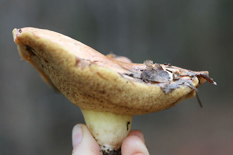 Suillus brevipes Habitat/Location: At the edge of a primarily pine forest in Northeast Alabama (Cherokee County), US.

Pores: Pale yellow with a deep tube layer. Does not imm)ediately bruise when cut. Dark brown areas from bruising 

Stipe: pale yellow, no major ornamentation, VERY short and tapered.

Cap: Large (around 10 cm). Planar to slightly depressed with wavy edges. Surface is slimy and damp. Flesh beneath is white to pale yellow and does not bruise heavily when cut. (Maybe some VERY light blueing near the top, near the cap)

Spore print color: Hard to acquire, light brown residue present.
https://www.jungledragon.com/image/64601/suillus_brevipes.html
https://www.jungledragon.com/image/64602/suillus_brevipes.html
https://www.jungledragon.com/image/64604/suillus_brevipes.html Geotagged,Suillus brevipes,United States,Winter
