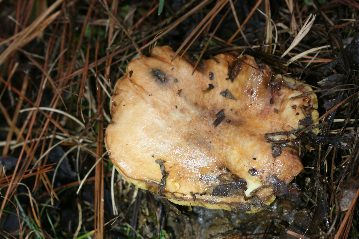 Suillus brevipes Habitat/Location: At the edge of a primarily pine forest in Northeast Alabama (Cherokee County), US.<br />
<br />
Pores: Pale yellow with a deep tube layer. Does not imm)ediately bruise when cut. Dark brown areas from bruising <br />
<br />
Stipe: pale yellow, no major ornamentation, VERY short and tapered.<br />
<br />
Cap: Large (around 10 cm). Planar to slightly depressed with wavy edges. Surface is slimy and damp. Flesh beneath is white to pale yellow and does not bruise heavily when cut. (Maybe some VERY light blueing near the top, near the cap)<br />
<br />
Spore print color: Hard to acquire, light brown residue present.<br />
<br />
<figure class="photo"><a href="https://www.jungledragon.com/image/64601/suillus_brevipes.html" title="Suillus brevipes"><img src="https://s3.amazonaws.com/media.jungledragon.com/images/3231/64601_thumb.jpg?AWSAccessKeyId=05GMT0V3GWVNE7GGM1R2&Expires=1759968010&Signature=nVuVwS26k2aJn8l%2BnwRZVYYbpr4%3D" width="200" height="134" alt="Suillus brevipes Habitat/Location: At the edge of a primarily pine forest in Northeast Alabama (Cherokee County), US.<br />
<br />
Pores: Pale yellow with a deep tube layer. Does not immediately bruise when cut. Dark brown areas from bruising <br />
<br />
Stipe: pale yellow, no major ornamentation, VERY short and tapered.<br />
<br />
Cap: Large (around 10 cm). Planar to slightly depressed with wavy edges. Surface is slimy and damp. Flesh beneath is white to pale yellow and does not bruise heavily when cut. (Maybe some VERY light blueing near the top, near the cap)<br />
<br />
Spore print color: Hard to acquire, light brown residue present.<br />
https://www.jungledragon.com/image/64604/suillus_brevipes.html<br />
https://www.jungledragon.com/image/64602/suillus_brevipes.html<br />
https://www.jungledragon.com/image/64603/suillus_brevipes.html Geotagged,Suillus brevipes,United States,Winter" /></a></figure><br />
<figure class="photo"><a href="https://www.jungledragon.com/image/64602/suillus_brevipes_-_cross-section_of_pileus_and_stipe.html" title="Suillus brevipes - Cross-section of pileus and stipe"><img src="https://s3.amazonaws.com/media.jungledragon.com/images/3231/64602_thumb.jpg?AWSAccessKeyId=05GMT0V3GWVNE7GGM1R2&Expires=1759968010&Signature=1XCRHoRbwiYAev3DPNdbfpf2Teg%3D" width="200" height="134" alt="Suillus brevipes - Cross-section of pileus and stipe Habitat/Location: At the edge of a primarily pine forest in Northeast Alabama (Cherokee County), US.<br />
<br />
Pores: Pale yellow with a deep tube layer. Does not immediately bruise when cut. Dark brown areas from bruising <br />
<br />
Stipe: pale yellow, no major ornamentation, VERY short and tapered.<br />
<br />
Cap: Large (around 10 cm). Planar to slightly depressed with wavy edges. Surface is slimy and damp. Flesh beneath is white to pale yellow and does not bruise heavily when cut. (Maybe some VERY light blueing near the top, near the cap)<br />
<br />
Spore print color: Hard to acquire, light brown residue present.<br />
https://www.jungledragon.com/image/64601/suillus_brevipes.html<br />
https://www.jungledragon.com/image/64604/suillus_brevipes.html<br />
https://www.jungledragon.com/image/64603/suillus_brevipes.html Geotagged,Suillus brevipes,United States,Winter" /></a></figure><br />
<figure class="photo"><a href="https://www.jungledragon.com/image/64603/suillus_brevipes.html" title="Suillus brevipes"><img src="https://s3.amazonaws.com/media.jungledragon.com/images/3231/64603_thumb.jpg?AWSAccessKeyId=05GMT0V3GWVNE7GGM1R2&Expires=1759968010&Signature=vR8D2Shx%2FYl%2BalZRBTFuliHkxgk%3D" width="200" height="134" alt="Suillus brevipes Habitat/Location: At the edge of a primarily pine forest in Northeast Alabama (Cherokee County), US.<br />
<br />
Pores: Pale yellow with a deep tube layer. Does not imm)ediately bruise when cut. Dark brown areas from bruising <br />
<br />
Stipe: pale yellow, no major ornamentation, VERY short and tapered.<br />
<br />
Cap: Large (around 10 cm). Planar to slightly depressed with wavy edges. Surface is slimy and damp. Flesh beneath is white to pale yellow and does not bruise heavily when cut. (Maybe some VERY light blueing near the top, near the cap)<br />
<br />
Spore print color: Hard to acquire, light brown residue present.<br />
https://www.jungledragon.com/image/64601/suillus_brevipes.html<br />
https://www.jungledragon.com/image/64602/suillus_brevipes.html<br />
https://www.jungledragon.com/image/64604/suillus_brevipes.html Geotagged,Suillus brevipes,United States,Winter" /></a></figure> Geotagged,Suillus brevipes,United States,Winter