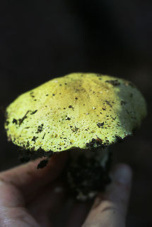 Tricholoma intermedium Habitat: Growing in leaf litter/soil on the side of a steep ridge in a dense mixed hardwood/pine forest in Northwest Georgia (Gordon County), US

Gill surface: White, crowded, do not attach directly to stipe (curve upwards first).

Stipe: white, smooth, thick, fairly short.

Pileus: dirty yellow (with neon undertones), slightly convex, mostly flat

Spore print: white.
https://www.jungledragon.com/image/64607/tricholoma_intermedium.html
https://www.jungledragon.com/image/64608/tricholoma_intermedium.html Fall,Geotagged,Tricholoma intermedium,United States