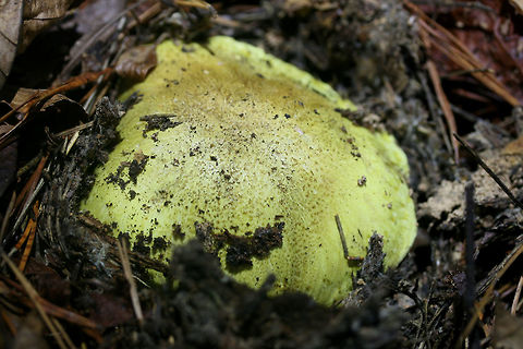 Tricholoma intermedium Habitat: Growing in leaf litter/soil on the side of a steep ridge in a dense mixed hardwood/pine forest in Northwest Georgia (Gordon County), US

Gill surface: White, crowded, do not attach directly to stipe (curve upwards first).

Stipe: white, smooth, thick, fairly short.

Pileus: dirty yellow (with neon undertones), slightly convex, mostly flat

Spore print: white.
https://www.jungledragon.com/image/64606/tricholoma_intermedium.html
https://www.jungledragon.com/image/64608/tricholoma_intermedium.html Fall,Geotagged,Tricholoma intermedium,United States