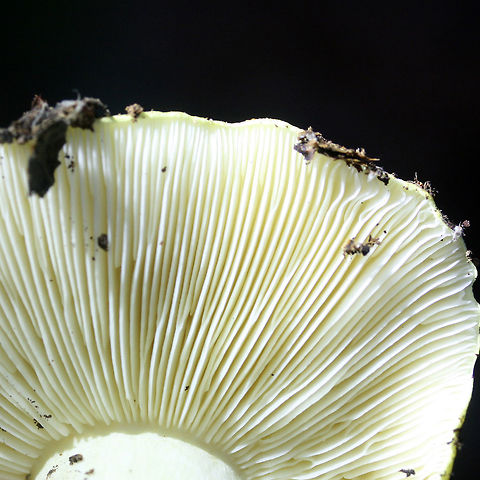 Tricholoma intermedium Habitat: Growing in leaf litter/soil on the side of a steep ridge in a dense mixed hardwood/pine forest in Northwest Georgia (Gordon County), US

Gill surface: White, crowded, do not attach directly to stipe (curve upwards first).

Stipe: white, smooth, thick, fairly short.

Pileus: dirty yellow (with neon undertones), slightly convex, mostly flat

Spore print: white.
https://www.jungledragon.com/image/64607/tricholoma_intermedium.html
https://www.jungledragon.com/image/64606/tricholoma_intermedium.html Fall,Geotagged,Tricholoma intermedium,United States