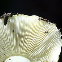 Tricholoma intermedium Habitat: Growing in leaf litter/soil on the side of a steep ridge in a dense mixed hardwood/pine forest in Northwest Georgia (Gordon County), US<br />
<br />
Gill surface: White, crowded, do not attach directly to stipe (curve upwards first).<br />
<br />
Stipe: white, smooth, thick, fairly short.<br />
<br />
Pileus: dirty yellow (with neon undertones), slightly convex, mostly flat<br />
<br />
Spore print: white.<br />
https://www.jungledragon.com/image/64607/tricholoma_intermedium.html<br />
https://www.jungledragon.com/image/64606/tricholoma_intermedium.html Fall,Geotagged,Tricholoma intermedium,United States