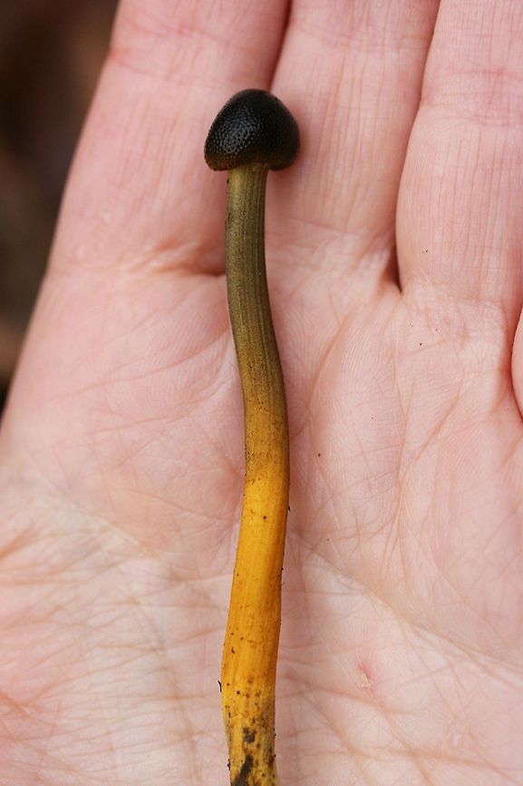 Tolypocladium longisegmentum Solitary club-shaped mushrooms (several yards apart) with rounded, dome-shaped pilei that are dark brown to black with pore-like structures on the surface. Texture is somewhat gelatinous and moist. Older specimen's pileus is entirely black with a dry surface. Stipe is as follows: apex is pale to dirty yellow/gray. This color tapers to vibrant yellow towards base. Entire specimen is around 7.5 cm tall. All 3 specimens I found were between 6-8 cm. Tolypocladium is a genus found in the Ophiocordycipitaceae family, a family of parastitic fungi. The Tolypocladium genus was once labeled "Elaphocordyceps" but was synonymized with Tolypocladium in 2014. Tolypocladium longisegmentum parasitizes Elaphomyces truffles in particular. Often confused with Tolypocladium capitatum, the two species can be differentiated via spore size and cap glossiness.<br />
<br />
Habitat:<br />
Growing (not in clusters) in multiple areas in deep leaf litter on the side of a ridge in a dense mixed hardwood/coniferous forest in Northwest Georgia (Gordon County), US. 12-17-17<br />
<br />
Notes:<br />
After I got this ID, I had so much regret that I didn't dig down further to find the Elaphomyces truffle host!<br />
<figure class="photo"><a href="https://www.jungledragon.com/image/64612/tolypocladium_longisegmentum.html" title="Tolypocladium longisegmentum"><img src="https://s3.amazonaws.com/media.jungledragon.com/images/3231/64612_thumb.jpg?AWSAccessKeyId=05GMT0V3GWVNE7GGM1R2&Expires=1759968010&Signature=TlI4i8Su%2FZ0zRdISj4p3608%2F51Y%3D" width="200" height="200" alt="Tolypocladium longisegmentum Solitary club-shaped mushrooms (several yards apart) with rounded, dome-shaped pilei that are dark brown to black with pore-like structures on the surface. Texture is somewhat gelatinous and moist. Older specimen's pileus is entirely black with a dry surface. Stipe is as follows: apex is pale to dirty yellow/gray. This color tapers to vibrant yellow towards base. Entire specimen is around 7.5 cm tall. All 3 specimens I found were between 6-8 cm. Tolypocladium is a genus found in the Ophiocordycipitaceae family, a family of parastitic fungi. The Tolypocladium genus was once labeled "Elaphocordyceps" but was synonymized with Tolypocladium in 2014. Tolypocladium longisegmentum parasitizes Elaphomyces truffles in particular. Often confused with Tolypocladium capitatum, the two species can be differentiated via spore size and cap glossiness.<br />
<br />
Habitat:<br />
Growing (not in clusters) in multiple areas in deep leaf litter on the side of a ridge in a dense mixed hardwood/coniferous forest in Northwest Georgia (Gordon County), US. 12-17-17<br />
<br />
Notes:<br />
After I got this ID, I had so much regret that I didn't dig down further to find the Elaphomyces truffle host!<br />
https://www.jungledragon.com/image/64610/tolypocladium_longisegmentum.html<br />
https://www.jungledragon.com/image/64613/tolypocladium_longisegmentum.html Fall,Geotagged,Tolypocladium longisegmentum,United States" /></a></figure><br />
<figure class="photo"><a href="https://www.jungledragon.com/image/64613/tolypocladium_longisegmentum.html" title="Tolypocladium longisegmentum"><img src="https://s3.amazonaws.com/media.jungledragon.com/images/3231/64613_thumb.jpg?AWSAccessKeyId=05GMT0V3GWVNE7GGM1R2&Expires=1759968010&Signature=1w7v1x%2BcFSVsCtrANTbzOfcr%2FyM%3D" width="122" height="152" alt="Tolypocladium longisegmentum Solitary club-shaped mushrooms (several yards apart) with rounded, dome-shaped pilei that are dark brown to black with pore-like structures on the surface. Texture is somewhat gelatinous and moist. Older specimen's pileus is entirely black with a dry surface. Stipe is as follows: apex is pale to dirty yellow/gray. This color tapers to vibrant yellow towards base. Entire specimen is around 7.5 cm tall. All 3 specimens I found were between 6-8 cm. Tolypocladium is a genus found in the Ophiocordycipitaceae family, a family of parastitic fungi. The Tolypocladium genus was once labeled "Elaphocordyceps" but was synonymized with Tolypocladium in 2014. Tolypocladium longisegmentum parasitizes Elaphomyces truffles in particular. Often confused with Tolypocladium capitatum, the two species can be differentiated via spore size and cap glossiness.<br />
<br />
Habitat:<br />
Growing (not in clusters) in multiple areas in deep leaf litter on the side of a ridge in a dense mixed hardwood/coniferous forest in Northwest Georgia (Gordon County), US. 12-17-17<br />
<br />
Notes:<br />
After I got this ID, I had so much regret that I didn't dig down further to find the Elaphomyces truffle host!<br />
https://www.jungledragon.com/image/64610/tolypocladium_longisegmentum.html<br />
https://www.jungledragon.com/image/64612/tolypocladium_longisegmentum.html Fall,Geotagged,Tolypocladium longisegmentum,United States" /></a></figure> Fall,Geotagged,Tolypocladium longisegmentum,United States