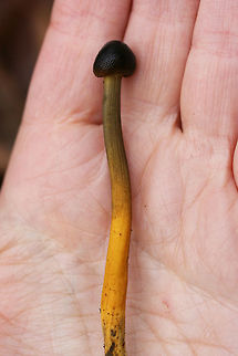 Tolypocladium longisegmentum Solitary club-shaped mushrooms (several yards apart) with rounded, dome-shaped pilei that are dark brown to black with pore-like structures on the surface. Texture is somewhat gelatinous and moist. Older specimen's pileus is entirely black with a dry surface. Stipe is as follows: apex is pale to dirty yellow/gray. This color tapers to vibrant yellow towards base. Entire specimen is around 7.5 cm tall. All 3 specimens I found were between 6-8 cm. Tolypocladium is a genus found in the Ophiocordycipitaceae family, a family of parastitic fungi. The Tolypocladium genus was once labeled "Elaphocordyceps" but was synonymized with Tolypocladium in 2014. Tolypocladium longisegmentum parasitizes Elaphomyces truffles in particular. Often confused with Tolypocladium capitatum, the two species can be differentiated via spore size and cap glossiness.

Habitat:
Growing (not in clusters) in multiple areas in deep leaf litter on the side of a ridge in a dense mixed hardwood/coniferous forest in Northwest Georgia (Gordon County), US. 12-17-17

Notes:
After I got this ID, I had so much regret that I didn't dig down further to find the Elaphomyces truffle host!
https://www.jungledragon.com/image/64612/tolypocladium_longisegmentum.html
https://www.jungledragon.com/image/64613/tolypocladium_longisegmentum.html Fall,Geotagged,Tolypocladium longisegmentum,United States