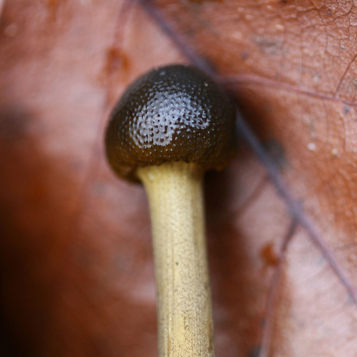 Tolypocladium longisegmentum Solitary club-shaped mushrooms (several yards apart) with rounded, dome-shaped pilei that are dark brown to black with pore-like structures on the surface. Texture is somewhat gelatinous and moist. Older specimen's pileus is entirely black with a dry surface. Stipe is as follows: apex is pale to dirty yellow/gray. This color tapers to vibrant yellow towards base. Entire specimen is around 7.5 cm tall. All 3 specimens I found were between 6-8 cm. Tolypocladium is a genus found in the Ophiocordycipitaceae family, a family of parastitic fungi. The Tolypocladium genus was once labeled "Elaphocordyceps" but was synonymized with Tolypocladium in 2014. Tolypocladium longisegmentum parasitizes Elaphomyces truffles in particular. Often confused with Tolypocladium capitatum, the two species can be differentiated via spore size and cap glossiness.<br />
<br />
Habitat:<br />
Growing (not in clusters) in multiple areas in deep leaf litter on the side of a ridge in a dense mixed hardwood/coniferous forest in Northwest Georgia (Gordon County), US. 12-17-17<br />
<br />
Notes:<br />
After I got this ID, I had so much regret that I didn't dig down further to find the Elaphomyces truffle host!<br />
<figure class="photo"><a href="https://www.jungledragon.com/image/64610/tolypocladium_longisegmentum.html" title="Tolypocladium longisegmentum"><img src="https://s3.amazonaws.com/media.jungledragon.com/images/3231/64610_thumb.jpg?AWSAccessKeyId=05GMT0V3GWVNE7GGM1R2&Expires=1759968010&Signature=Epe%2FOk3R9FOwYM2DYrD0gSjzkHU%3D" width="102" height="152" alt="Tolypocladium longisegmentum Solitary club-shaped mushrooms (several yards apart) with rounded, dome-shaped pilei that are dark brown to black with pore-like structures on the surface. Texture is somewhat gelatinous and moist. Older specimen's pileus is entirely black with a dry surface. Stipe is as follows: apex is pale to dirty yellow/gray. This color tapers to vibrant yellow towards base. Entire specimen is around 7.5 cm tall. All 3 specimens I found were between 6-8 cm. Tolypocladium is a genus found in the Ophiocordycipitaceae family, a family of parastitic fungi. The Tolypocladium genus was once labeled "Elaphocordyceps" but was synonymized with Tolypocladium in 2014. Tolypocladium longisegmentum parasitizes Elaphomyces truffles in particular. Often confused with Tolypocladium capitatum, the two species can be differentiated via spore size and cap glossiness.<br />
<br />
Habitat:<br />
Growing (not in clusters) in multiple areas in deep leaf litter on the side of a ridge in a dense mixed hardwood/coniferous forest in Northwest Georgia (Gordon County), US. 12-17-17<br />
<br />
Notes:<br />
After I got this ID, I had so much regret that I didn't dig down further to find the Elaphomyces truffle host!<br />
https://www.jungledragon.com/image/64612/tolypocladium_longisegmentum.html<br />
https://www.jungledragon.com/image/64613/tolypocladium_longisegmentum.html Fall,Geotagged,Tolypocladium longisegmentum,United States" /></a></figure><br />
<figure class="photo"><a href="https://www.jungledragon.com/image/64613/tolypocladium_longisegmentum.html" title="Tolypocladium longisegmentum"><img src="https://s3.amazonaws.com/media.jungledragon.com/images/3231/64613_thumb.jpg?AWSAccessKeyId=05GMT0V3GWVNE7GGM1R2&Expires=1759968010&Signature=1w7v1x%2BcFSVsCtrANTbzOfcr%2FyM%3D" width="122" height="152" alt="Tolypocladium longisegmentum Solitary club-shaped mushrooms (several yards apart) with rounded, dome-shaped pilei that are dark brown to black with pore-like structures on the surface. Texture is somewhat gelatinous and moist. Older specimen's pileus is entirely black with a dry surface. Stipe is as follows: apex is pale to dirty yellow/gray. This color tapers to vibrant yellow towards base. Entire specimen is around 7.5 cm tall. All 3 specimens I found were between 6-8 cm. Tolypocladium is a genus found in the Ophiocordycipitaceae family, a family of parastitic fungi. The Tolypocladium genus was once labeled "Elaphocordyceps" but was synonymized with Tolypocladium in 2014. Tolypocladium longisegmentum parasitizes Elaphomyces truffles in particular. Often confused with Tolypocladium capitatum, the two species can be differentiated via spore size and cap glossiness.<br />
<br />
Habitat:<br />
Growing (not in clusters) in multiple areas in deep leaf litter on the side of a ridge in a dense mixed hardwood/coniferous forest in Northwest Georgia (Gordon County), US. 12-17-17<br />
<br />
Notes:<br />
After I got this ID, I had so much regret that I didn't dig down further to find the Elaphomyces truffle host!<br />
https://www.jungledragon.com/image/64610/tolypocladium_longisegmentum.html<br />
https://www.jungledragon.com/image/64612/tolypocladium_longisegmentum.html Fall,Geotagged,Tolypocladium longisegmentum,United States" /></a></figure> Fall,Geotagged,Tolypocladium longisegmentum,United States