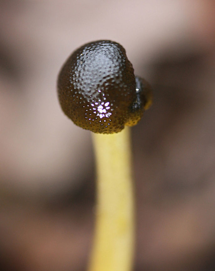 Tolypocladium longisegmentum Solitary club-shaped mushrooms (several yards apart) with rounded, dome-shaped pilei that are dark brown to black with pore-like structures on the surface. Texture is somewhat gelatinous and moist. Older specimen's pileus is entirely black with a dry surface. Stipe is as follows: apex is pale to dirty yellow/gray. This color tapers to vibrant yellow towards base. Entire specimen is around 7.5 cm tall. All 3 specimens I found were between 6-8 cm. Tolypocladium is a genus found in the Ophiocordycipitaceae family, a family of parastitic fungi. The Tolypocladium genus was once labeled "Elaphocordyceps" but was synonymized with Tolypocladium in 2014. Tolypocladium longisegmentum parasitizes Elaphomyces truffles in particular. Often confused with Tolypocladium capitatum, the two species can be differentiated via spore size and cap glossiness.<br />
<br />
Habitat:<br />
Growing (not in clusters) in multiple areas in deep leaf litter on the side of a ridge in a dense mixed hardwood/coniferous forest in Northwest Georgia (Gordon County), US. 12-17-17<br />
<br />
Notes:<br />
After I got this ID, I had so much regret that I didn't dig down further to find the Elaphomyces truffle host!<br />
<figure class="photo"><a href="https://www.jungledragon.com/image/64610/tolypocladium_longisegmentum.html" title="Tolypocladium longisegmentum"><img src="https://s3.amazonaws.com/media.jungledragon.com/images/3231/64610_thumb.jpg?AWSAccessKeyId=05GMT0V3GWVNE7GGM1R2&Expires=1763596810&Signature=GfLp6cdM8jU9WwALMaOtoI%2FOW7o%3D" width="102" height="152" alt="Tolypocladium longisegmentum Solitary club-shaped mushrooms (several yards apart) with rounded, dome-shaped pilei that are dark brown to black with pore-like structures on the surface. Texture is somewhat gelatinous and moist. Older specimen's pileus is entirely black with a dry surface. Stipe is as follows: apex is pale to dirty yellow/gray. This color tapers to vibrant yellow towards base. Entire specimen is around 7.5 cm tall. All 3 specimens I found were between 6-8 cm. Tolypocladium is a genus found in the Ophiocordycipitaceae family, a family of parastitic fungi. The Tolypocladium genus was once labeled "Elaphocordyceps" but was synonymized with Tolypocladium in 2014. Tolypocladium longisegmentum parasitizes Elaphomyces truffles in particular. Often confused with Tolypocladium capitatum, the two species can be differentiated via spore size and cap glossiness.<br />
<br />
Habitat:<br />
Growing (not in clusters) in multiple areas in deep leaf litter on the side of a ridge in a dense mixed hardwood/coniferous forest in Northwest Georgia (Gordon County), US. 12-17-17<br />
<br />
Notes:<br />
After I got this ID, I had so much regret that I didn't dig down further to find the Elaphomyces truffle host!<br />
https://www.jungledragon.com/image/64612/tolypocladium_longisegmentum.html<br />
https://www.jungledragon.com/image/64613/tolypocladium_longisegmentum.html Fall,Geotagged,Tolypocladium longisegmentum,United States" /></a></figure><br />
<figure class="photo"><a href="https://www.jungledragon.com/image/64612/tolypocladium_longisegmentum.html" title="Tolypocladium longisegmentum"><img src="https://s3.amazonaws.com/media.jungledragon.com/images/3231/64612_thumb.jpg?AWSAccessKeyId=05GMT0V3GWVNE7GGM1R2&Expires=1763596810&Signature=l2Nhd9D5Xq1h%2BLrTLjbwBz9TH7I%3D" width="200" height="200" alt="Tolypocladium longisegmentum Solitary club-shaped mushrooms (several yards apart) with rounded, dome-shaped pilei that are dark brown to black with pore-like structures on the surface. Texture is somewhat gelatinous and moist. Older specimen's pileus is entirely black with a dry surface. Stipe is as follows: apex is pale to dirty yellow/gray. This color tapers to vibrant yellow towards base. Entire specimen is around 7.5 cm tall. All 3 specimens I found were between 6-8 cm. Tolypocladium is a genus found in the Ophiocordycipitaceae family, a family of parastitic fungi. The Tolypocladium genus was once labeled "Elaphocordyceps" but was synonymized with Tolypocladium in 2014. Tolypocladium longisegmentum parasitizes Elaphomyces truffles in particular. Often confused with Tolypocladium capitatum, the two species can be differentiated via spore size and cap glossiness.<br />
<br />
Habitat:<br />
Growing (not in clusters) in multiple areas in deep leaf litter on the side of a ridge in a dense mixed hardwood/coniferous forest in Northwest Georgia (Gordon County), US. 12-17-17<br />
<br />
Notes:<br />
After I got this ID, I had so much regret that I didn't dig down further to find the Elaphomyces truffle host!<br />
https://www.jungledragon.com/image/64610/tolypocladium_longisegmentum.html<br />
https://www.jungledragon.com/image/64613/tolypocladium_longisegmentum.html Fall,Geotagged,Tolypocladium longisegmentum,United States" /></a></figure> Fall,Geotagged,Tolypocladium longisegmentum,United States