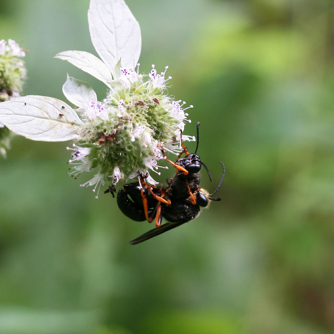 Katydid Wasps (Sphex nudus) Description:<br />
Black Sphecid wasps mating on a flower head. Both have orange to brown legs. The male appears to have lighter hairs on its head and thorax.<br />
<br />
Habitat:<br />
Sunlit clearing near dense mixed hardwood forest. Perched on Hoary mountain mint flowerhead. Geotagged,Sphex nudus,Summer,United States,nudus