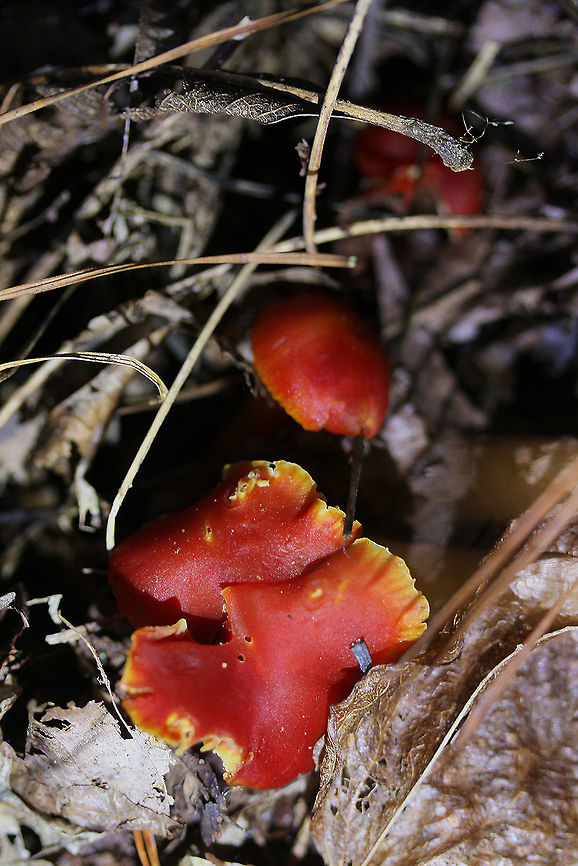 Gliophorus minutulus Description:<br />
Brightly colored mushrooms with moist pilei (caps). Pilei vary with age. Younger specimens are ovate and colored scarlet red with orange undertones. The edges are yellow to orange. Older specimens are more plane shaped (some with wavy edges). Some of the older specimens are colored red with orange edges while others have faded to yellow or are orange (centrally). Gills of all specimens are pink with yellow to orange edges, are slightly decurrent, and have lamellulae (alternating short and long gills). Stipes are smooth, colored dark orange to pale yellow (near base), and leave a slightly oily residue when handled. Spore print is white. Gliophorus species were once considered a part of the genus Hygrocybe, but recent genetic analysis separates them into their on distinct genus. Gliophorus species typically have slimy or glutinous caps and stems. <br />
<br />
Habitat:<br />
Growing in moss/leaf litter on a slope in dense mixed hardwood/pine forest in Northwest Georgia.<br />
<figure class="photo"><a href="https://www.jungledragon.com/image/64618/gliophorus_minutulus.html" title="Gliophorus minutulus"><img src="https://s3.amazonaws.com/media.jungledragon.com/images/3231/64618_thumb.jpg?AWSAccessKeyId=05GMT0V3GWVNE7GGM1R2&Expires=1767225610&Signature=tcAKNhDjWkf98Ud9%2BD6Rp2Cqleg%3D" width="102" height="152" alt="Gliophorus minutulus Description:<br />
Brightly colored mushrooms with moist pilei (caps). Pilei vary with age. Younger specimens are ovate and colored scarlet red with orange undertones. The edges are yellow to orange. Older specimens are more plane shaped (some with wavy edges). Some of the older specimens are colored red with orange edges while others have faded to yellow or are orange (centrally). Gills of all specimens are pink with yellow to orange edges, are slightly decurrent, and have lamellulae (alternating short and long gills). Stipes are smooth, colored dark orange to pale yellow (near base), and leave a slightly oily residue when handled. Spore print is white. Gliophorus species were once considered a part of the genus Hygrocybe, but recent genetic analysis separates them into their on distinct genus. Gliophorus species typically have slimy or glutinous caps and stems. <br />
<br />
Habitat:<br />
Growing in moss/leaf litter on a slope in dense mixed hardwood/pine forest in Northwest Georgia.<br />
https://www.jungledragon.com/image/64617/gliophorus_minutulus.html Fall,Geotagged,Gliophorus minutulus,United States" /></a></figure> Fall,Geotagged,Gliophorus minutulus,United States