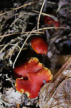 Gliophorus minutulus Description:<br />
Brightly colored mushrooms with moist pilei (caps). Pilei vary with age. Younger specimens are ovate and colored scarlet red with orange undertones. The edges are yellow to orange. Older specimens are more plane shaped (some with wavy edges). Some of the older specimens are colored red with orange edges while others have faded to yellow or are orange (centrally). Gills of all specimens are pink with yellow to orange edges, are slightly decurrent, and have lamellulae (alternating short and long gills). Stipes are smooth, colored dark orange to pale yellow (near base), and leave a slightly oily residue when handled. Spore print is white. Gliophorus species were once considered a part of the genus Hygrocybe, but recent genetic analysis separates them into their on distinct genus. Gliophorus species typically have slimy or glutinous caps and stems. <br />
<br />
Habitat:<br />
Growing in moss/leaf litter on a slope in dense mixed hardwood/pine forest in Northwest Georgia.<br />
https://www.jungledragon.com/image/64618/gliophorus_minutulus.html Fall,Geotagged,Gliophorus minutulus,United States