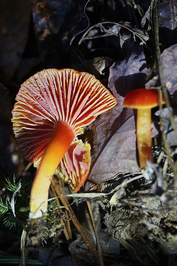 Gliophorus minutulus Description:<br />
Brightly colored mushrooms with moist pilei (caps). Pilei vary with age. Younger specimens are ovate and colored scarlet red with orange undertones. The edges are yellow to orange. Older specimens are more plane shaped (some with wavy edges). Some of the older specimens are colored red with orange edges while others have faded to yellow or are orange (centrally). Gills of all specimens are pink with yellow to orange edges, are slightly decurrent, and have lamellulae (alternating short and long gills). Stipes are smooth, colored dark orange to pale yellow (near base), and leave a slightly oily residue when handled. Spore print is white. Gliophorus species were once considered a part of the genus Hygrocybe, but recent genetic analysis separates them into their on distinct genus. Gliophorus species typically have slimy or glutinous caps and stems. <br />
<br />
Habitat:<br />
Growing in moss/leaf litter on a slope in dense mixed hardwood/pine forest in Northwest Georgia.<br />
<figure class="photo"><a href="https://www.jungledragon.com/image/64617/gliophorus_minutulus.html" title="Gliophorus minutulus"><img src="https://s3.amazonaws.com/media.jungledragon.com/images/3231/64617_thumb.jpg?AWSAccessKeyId=05GMT0V3GWVNE7GGM1R2&Expires=1767225610&Signature=P24nJCpL0tBCbqHJ%2FeNEQpoiV2w%3D" width="102" height="152" alt="Gliophorus minutulus Description:<br />
Brightly colored mushrooms with moist pilei (caps). Pilei vary with age. Younger specimens are ovate and colored scarlet red with orange undertones. The edges are yellow to orange. Older specimens are more plane shaped (some with wavy edges). Some of the older specimens are colored red with orange edges while others have faded to yellow or are orange (centrally). Gills of all specimens are pink with yellow to orange edges, are slightly decurrent, and have lamellulae (alternating short and long gills). Stipes are smooth, colored dark orange to pale yellow (near base), and leave a slightly oily residue when handled. Spore print is white. Gliophorus species were once considered a part of the genus Hygrocybe, but recent genetic analysis separates them into their on distinct genus. Gliophorus species typically have slimy or glutinous caps and stems. <br />
<br />
Habitat:<br />
Growing in moss/leaf litter on a slope in dense mixed hardwood/pine forest in Northwest Georgia.<br />
https://www.jungledragon.com/image/64618/gliophorus_minutulus.html Fall,Geotagged,Gliophorus minutulus,United States" /></a></figure> Fall,Geotagged,Gliophorus minutulus,United States