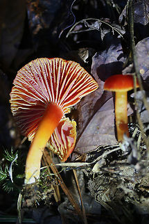 Gliophorus minutulus Description:
Brightly colored mushrooms with moist pilei (caps). Pilei vary with age. Younger specimens are ovate and colored scarlet red with orange undertones. The edges are yellow to orange. Older specimens are more plane shaped (some with wavy edges). Some of the older specimens are colored red with orange edges while others have faded to yellow or are orange (centrally). Gills of all specimens are pink with yellow to orange edges, are slightly decurrent, and have lamellulae (alternating short and long gills). Stipes are smooth, colored dark orange to pale yellow (near base), and leave a slightly oily residue when handled. Spore print is white. Gliophorus species were once considered a part of the genus Hygrocybe, but recent genetic analysis separates them into their on distinct genus. Gliophorus species typically have slimy or glutinous caps and stems. 

Habitat:
Growing in moss/leaf litter on a slope in dense mixed hardwood/pine forest in Northwest Georgia.
https://www.jungledragon.com/image/64617/gliophorus_minutulus.html Fall,Geotagged,Gliophorus minutulus,United States