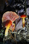 Gliophorus minutulus Description:<br />
Brightly colored mushrooms with moist pilei (caps). Pilei vary with age. Younger specimens are ovate and colored scarlet red with orange undertones. The edges are yellow to orange. Older specimens are more plane shaped (some with wavy edges). Some of the older specimens are colored red with orange edges while others have faded to yellow or are orange (centrally). Gills of all specimens are pink with yellow to orange edges, are slightly decurrent, and have lamellulae (alternating short and long gills). Stipes are smooth, colored dark orange to pale yellow (near base), and leave a slightly oily residue when handled. Spore print is white. Gliophorus species were once considered a part of the genus Hygrocybe, but recent genetic analysis separates them into their on distinct genus. Gliophorus species typically have slimy or glutinous caps and stems. <br />
<br />
Habitat:<br />
Growing in moss/leaf litter on a slope in dense mixed hardwood/pine forest in Northwest Georgia.<br />
https://www.jungledragon.com/image/64617/gliophorus_minutulus.html Fall,Geotagged,Gliophorus minutulus,United States