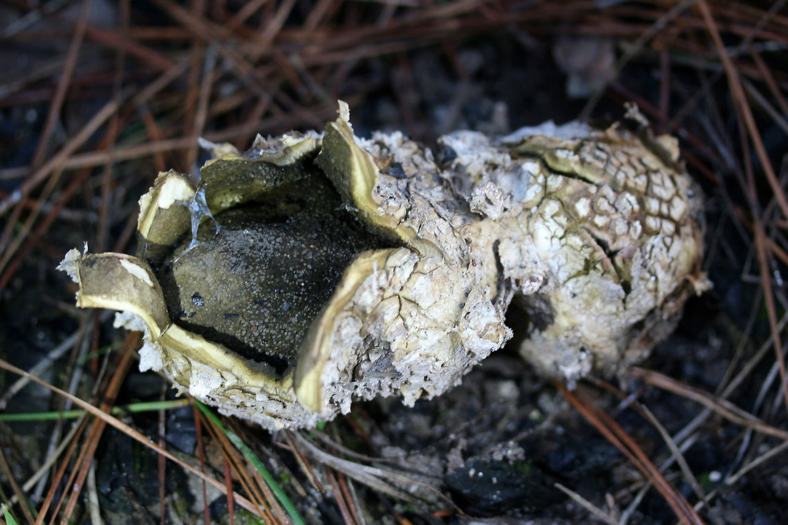 Star Earthball (Scleroderma polyrhizum) Description:<br />
Two light olive to brown colored, rounded to irregular fruit bodies attached to one another. They both have a cracked outer surface, and each fruit body is around the size of a fist. They are approaching maturity as one fruit bodies has begun to open its peridium, revealing a spongy dark brown to olive inner gleba (spore body) which will eventually powderize and disperse. The peeled back peridium forms a star-like shape. Scleroderma polyrhizum is a widely distributed fungus in North America and is often found growing in groups in grass or disturbed habitats.<br />
<br />
Habitat:<br />
They were found at the top of ridge near pine/mixed hardwood forest in Northeast Alabama (Cherokee County). They were growing in a compost pile (with a lot of campfire ash), pine needles, etc.<br />
<figure class="photo"><a href="https://www.jungledragon.com/image/64620/star_earthball_scleroderma_polyrhizum.html" title="Star Earthball (Scleroderma polyrhizum)"><img src="https://s3.amazonaws.com/media.jungledragon.com/images/3231/64620_thumb.jpg?AWSAccessKeyId=05GMT0V3GWVNE7GGM1R2&Expires=1759968010&Signature=6dpQIbXs5UdZzSOnHT%2FzlzHF6ms%3D" width="200" height="200" alt="Star Earthball (Scleroderma polyrhizum) Description:<br />
Two light olive to brown colored, rounded to irregular fruit bodies attached to one another. They both have a cracked outer surface, and each fruit body is around the size of a fist. They are approaching maturity as one fruit bodies has begun to open its peridium, revealing a spongy dark brown to olive inner gleba (spore body) which will eventually powderize and disperse. The peeled back peridium forms a star-like shape. Scleroderma polyrhizum is a widely distributed fungus in North America and is often found growing in groups in grass or disturbed habitats.<br />
<br />
Habitat:<br />
They were found at the top of ridge near pine/mixed hardwood forest in Northeast Alabama (Cherokee County). They were growing in a compost pile (with a lot of campfire ash), pine needles, etc.<br />
https://www.jungledragon.com/image/64619/star_earthball_scleroderma_polyrhizum.html Fall,Geotagged,Scleroderma polyrhizum,United States" /></a></figure> Fall,Geotagged,Scleroderma polyrhizum,United States