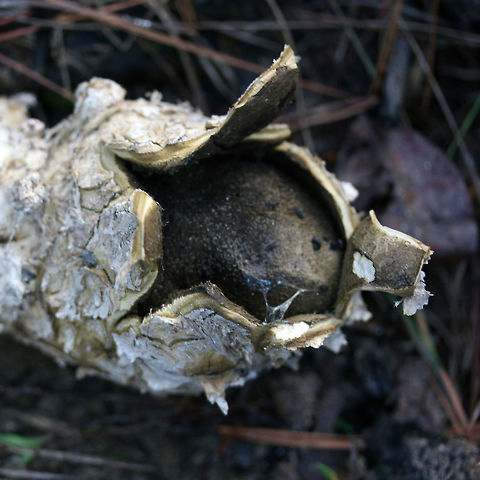 Star Earthball (Scleroderma polyrhizum) Description:
Two light olive to brown colored, rounded to irregular fruit bodies attached to one another. They both have a cracked outer surface, and each fruit body is around the size of a fist. They are approaching maturity as one fruit bodies has begun to open its peridium, revealing a spongy dark brown to olive inner gleba (spore body) which will eventually powderize and disperse. The peeled back peridium forms a star-like shape. Scleroderma polyrhizum is a widely distributed fungus in North America and is often found growing in groups in grass or disturbed habitats.

Habitat:
They were found at the top of ridge near pine/mixed hardwood forest in Northeast Alabama (Cherokee County). They were growing in a compost pile (with a lot of campfire ash), pine needles, etc.
https://www.jungledragon.com/image/64619/star_earthball_scleroderma_polyrhizum.html Fall,Geotagged,Scleroderma polyrhizum,United States