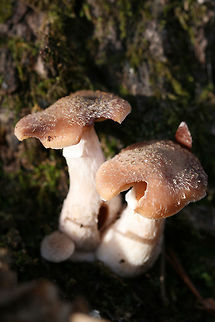 Bulbous Honey Fungus (Armillaria gallica) Description:
Cluster of brown-capped mushrooms white veil remnants that give them a fuzzy appearance. Cream-colored gills have lamellulae present are cream colored and slightly decurrent. Stipe is white, bulbous, and stained yellow near the base. A flimsy (cobwebby) white ring zone is present. Spore print is white.

Habitat:
Growing in a cluster on wood at the base of an old chestnut oak tree in a dense mixed hardwood/pine forest. Northwest Georgia.
https://www.jungledragon.com/image/64633/bulbous_honey_fungus_armillaria_gallica.html
https://www.jungledragon.com/image/64632/bulbous_honey_fungus_armillaria_gallica.html Armillaria gallica,Fall,Geotagged,United States