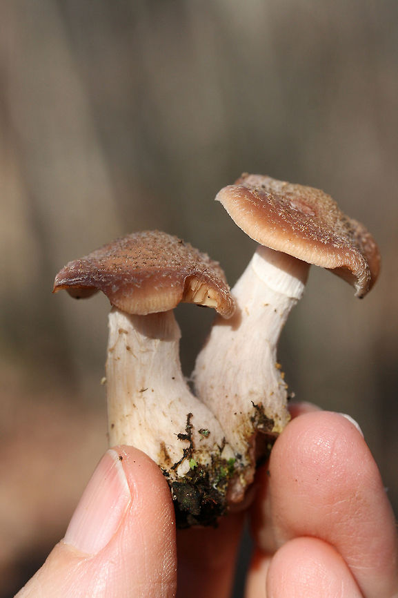 Bulbous Honey Fungus (Armillaria gallica) Habitat: Growing in a cluster on wood at the base of an old chestnut oak tree in a dense mixed hardwood/pine forest. Northwest Georgia.<br />
<br />
Gills: lamellulae present, cream colored, slightly decurrent<br />
<br />
Stipe: white. bulbous and yellow-stained near the base. flimsy (cobwebby) white ring zone<br />
<br />
Cap: brown with white veil remnants. appears fuzzy.<br />
<br />
Spore print: White.<br />
<figure class="photo"><a href="https://www.jungledragon.com/image/64633/bulbous_honey_fungus_armillaria_gallica.html" title="Bulbous Honey Fungus (Armillaria gallica)"><img src="https://s3.amazonaws.com/media.jungledragon.com/images/3231/64633_thumb.jpg?AWSAccessKeyId=05GMT0V3GWVNE7GGM1R2&Expires=1769040010&Signature=%2B9tN7G0KCVa1DCJTSHR2qweKQwc%3D" width="200" height="200" alt="Bulbous Honey Fungus (Armillaria gallica) Habitat: Growing in a cluster on wood at the base of an old chestnut oak tree in a dense mixed hardwood/pine forest. Northwest Georgia.<br />
<br />
Gills: lamellulae present, cream colored, slightly decurrent<br />
<br />
Stipe: white. bulbous and yellow-stained near the base. flimsy (cobwebby) white ring zone<br />
<br />
Cap: brown with white veil remnants. appears fuzzy.<br />
<br />
Spore print: White.<br />
https://www.jungledragon.com/image/64632/bulbous_honey_fungus_armillaria_gallica.html<br />
https://www.jungledragon.com/image/64631/bulbous_honey_fungus_armillaria_gallica.html Armillaria gallica,Fall,Geotagged,United States" /></a></figure><br />
<figure class="photo"><a href="https://www.jungledragon.com/image/64631/bulbous_honey_fungus_armillaria_gallica.html" title="Bulbous Honey Fungus (Armillaria gallica)"><img src="https://s3.amazonaws.com/media.jungledragon.com/images/3231/64631_thumb.jpg?AWSAccessKeyId=05GMT0V3GWVNE7GGM1R2&Expires=1769040010&Signature=NBKyfEBTpHTsaJYc3o35spb3VMY%3D" width="102" height="152" alt="Bulbous Honey Fungus (Armillaria gallica) Description:<br />
Cluster of brown-capped mushrooms white veil remnants that give them a fuzzy appearance. Cream-colored gills have lamellulae present are cream colored and slightly decurrent. Stipe is white, bulbous, and stained yellow near the base. A flimsy (cobwebby) white ring zone is present. Spore print is white.<br />
<br />
Habitat:<br />
Growing in a cluster on wood at the base of an old chestnut oak tree in a dense mixed hardwood/pine forest. Northwest Georgia.<br />
https://www.jungledragon.com/image/64633/bulbous_honey_fungus_armillaria_gallica.html<br />
https://www.jungledragon.com/image/64632/bulbous_honey_fungus_armillaria_gallica.html Armillaria gallica,Fall,Geotagged,United States" /></a></figure> Armillaria gallica,Fall,Geotagged,United States