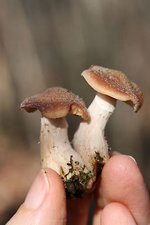 Bulbous Honey Fungus (Armillaria gallica) Habitat: Growing in a cluster on wood at the base of an old chestnut oak tree in a dense mixed hardwood/pine forest. Northwest Georgia.

Gills: lamellulae present, cream colored, slightly decurrent

Stipe: white. bulbous and yellow-stained near the base. flimsy (cobwebby) white ring zone

Cap: brown with white veil remnants. appears fuzzy.

Spore print: White.
https://www.jungledragon.com/image/64633/bulbous_honey_fungus_armillaria_gallica.html
https://www.jungledragon.com/image/64631/bulbous_honey_fungus_armillaria_gallica.html Armillaria gallica,Fall,Geotagged,United States